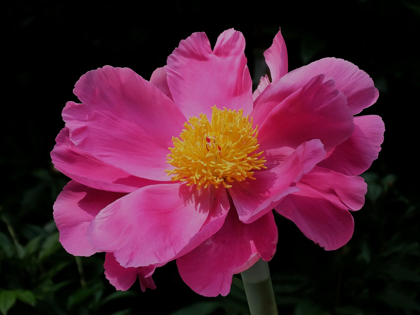 Fujifilm XQ1 sample photo. Garden, cool, petals photography