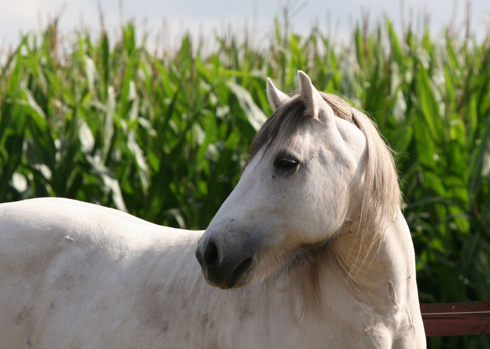 Canon EOS 20D sample photo. Pony, high country pony photography