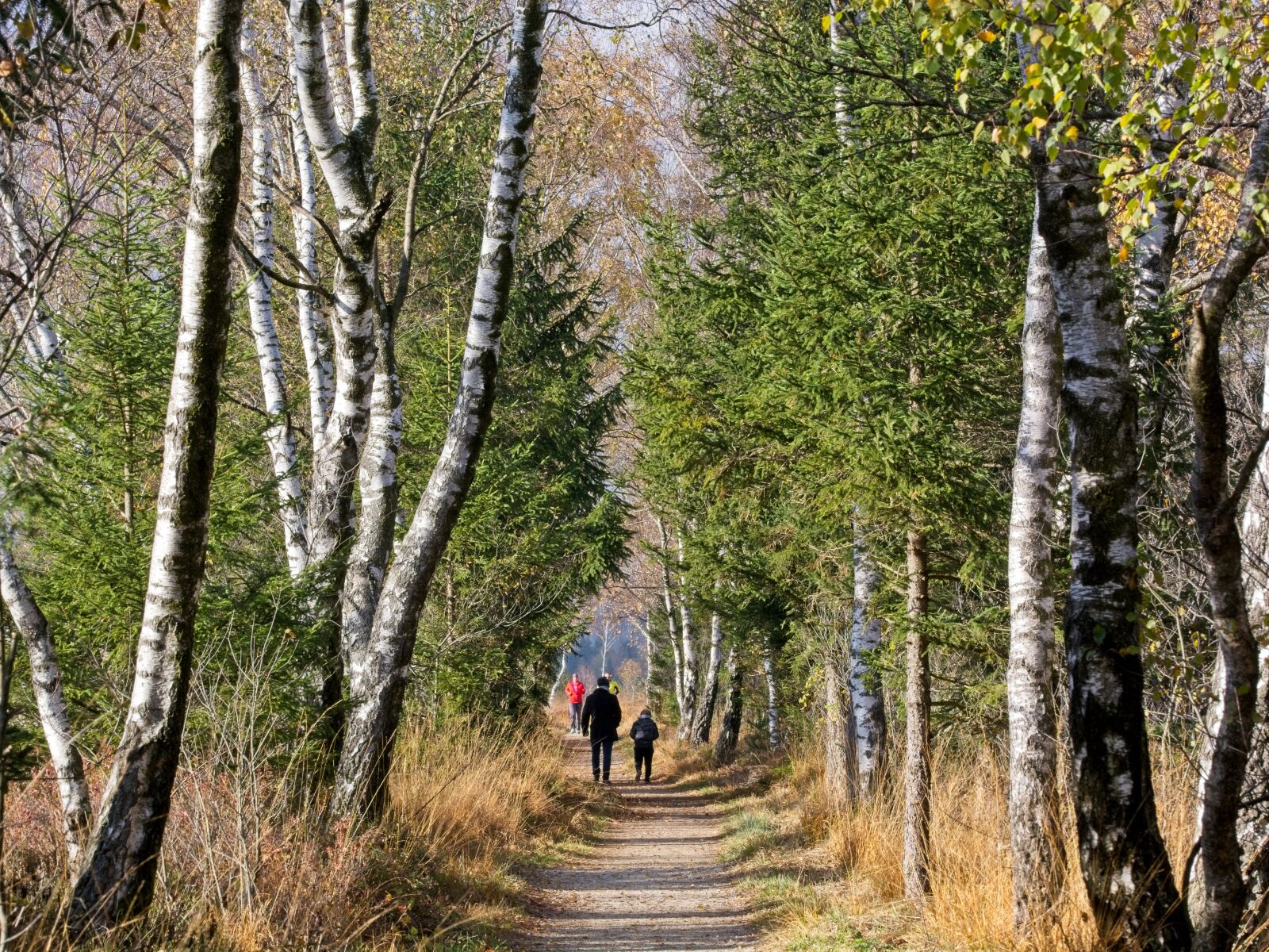 Sigma 105mm F2.8 EX DG OS HSM sample photo. Personal, autumn, away photography