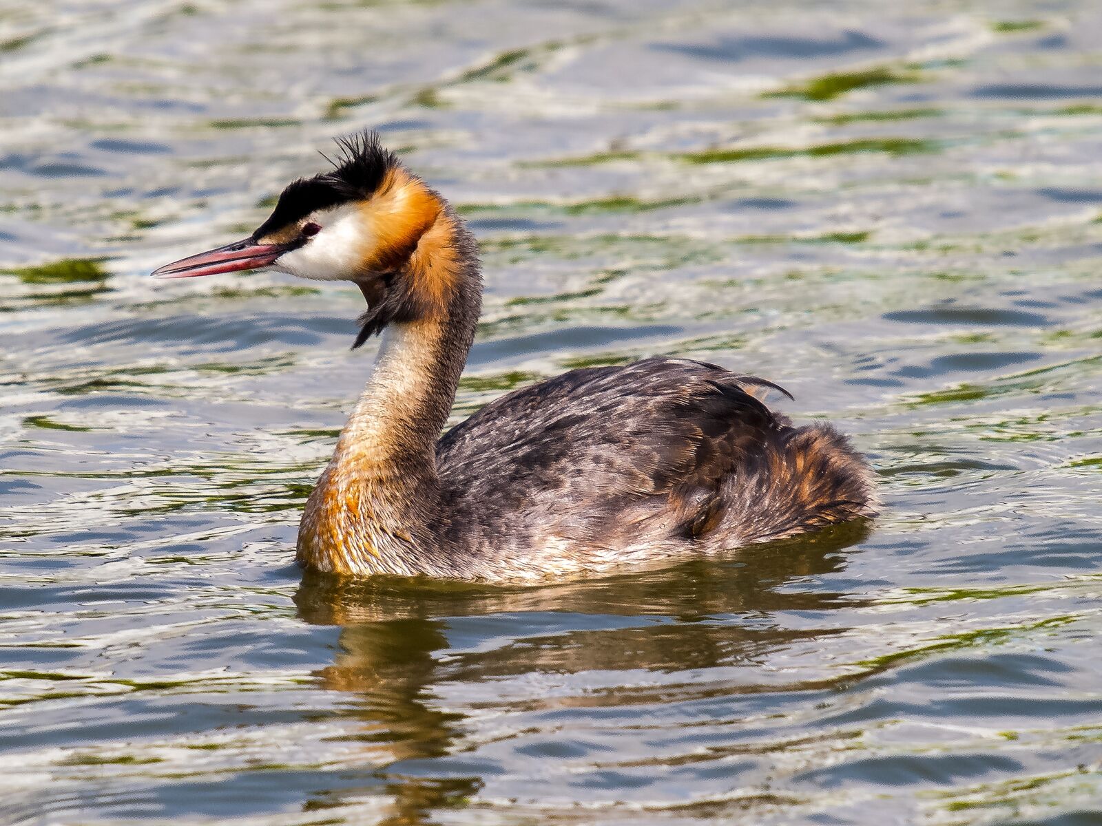 Olympus E-3 sample photo. Great crested grebe, water photography