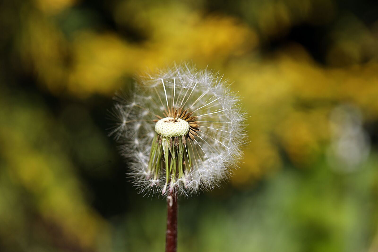 Canon EOS R sample photo. Dandelion, flower, spring photography