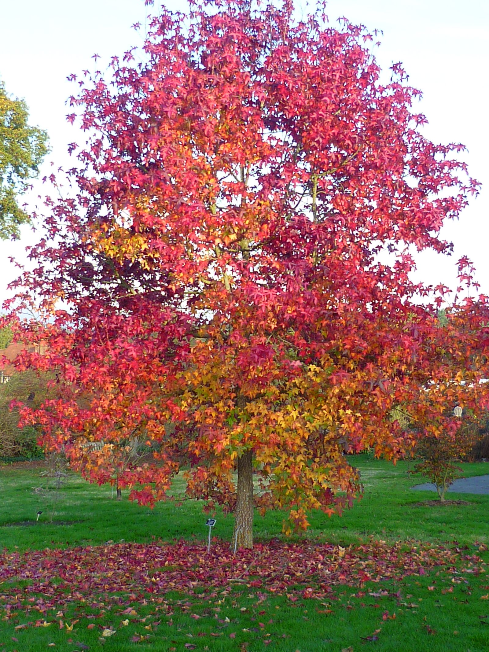 Panasonic DMC-FS10 sample photo. Autumn, tree, colourful photography