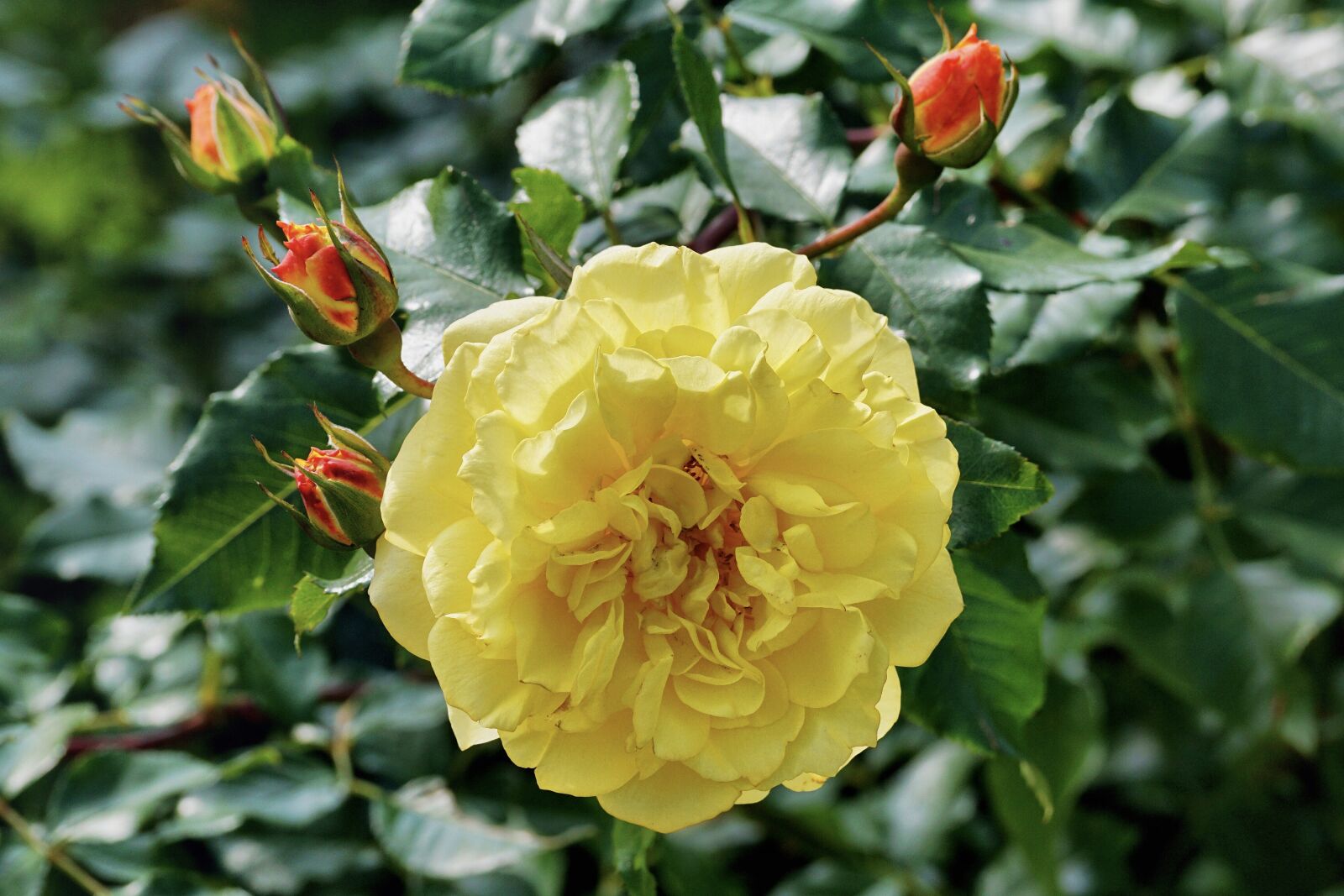 Sony DT 55-300mm F4.5-5.6 SAM sample photo. Rose, rose bush, yellow photography