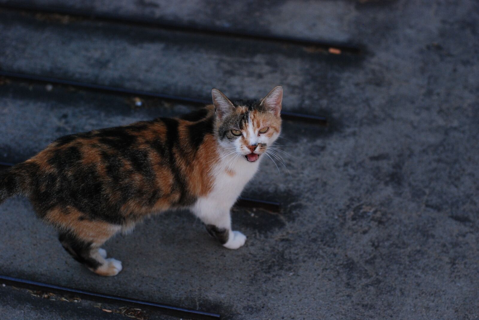 Nikon D80 sample photo. Cat, cute, funny photography