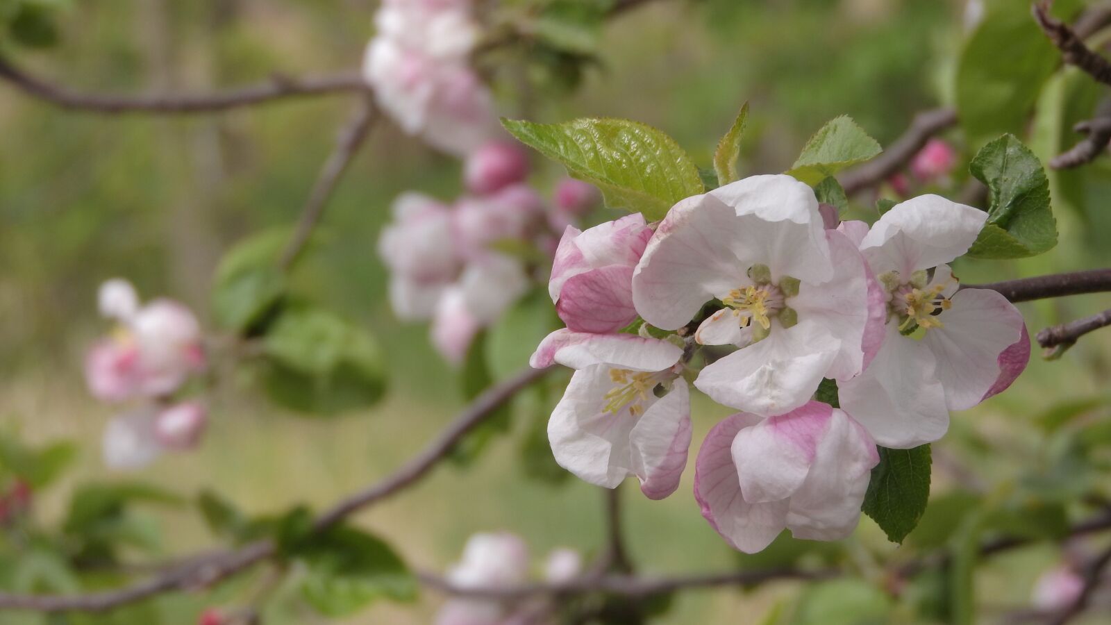 Nikon Coolpix P610 sample photo. Apple tree, flowers, twig photography