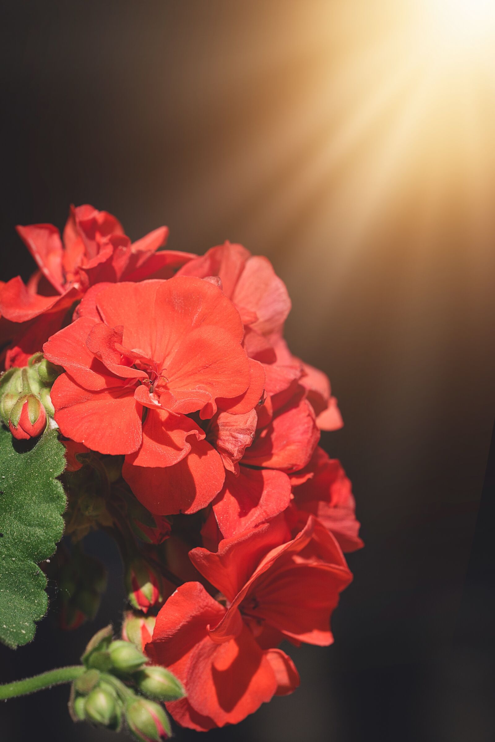 Nikon D7100 sample photo. Geranium, red, red geranium photography