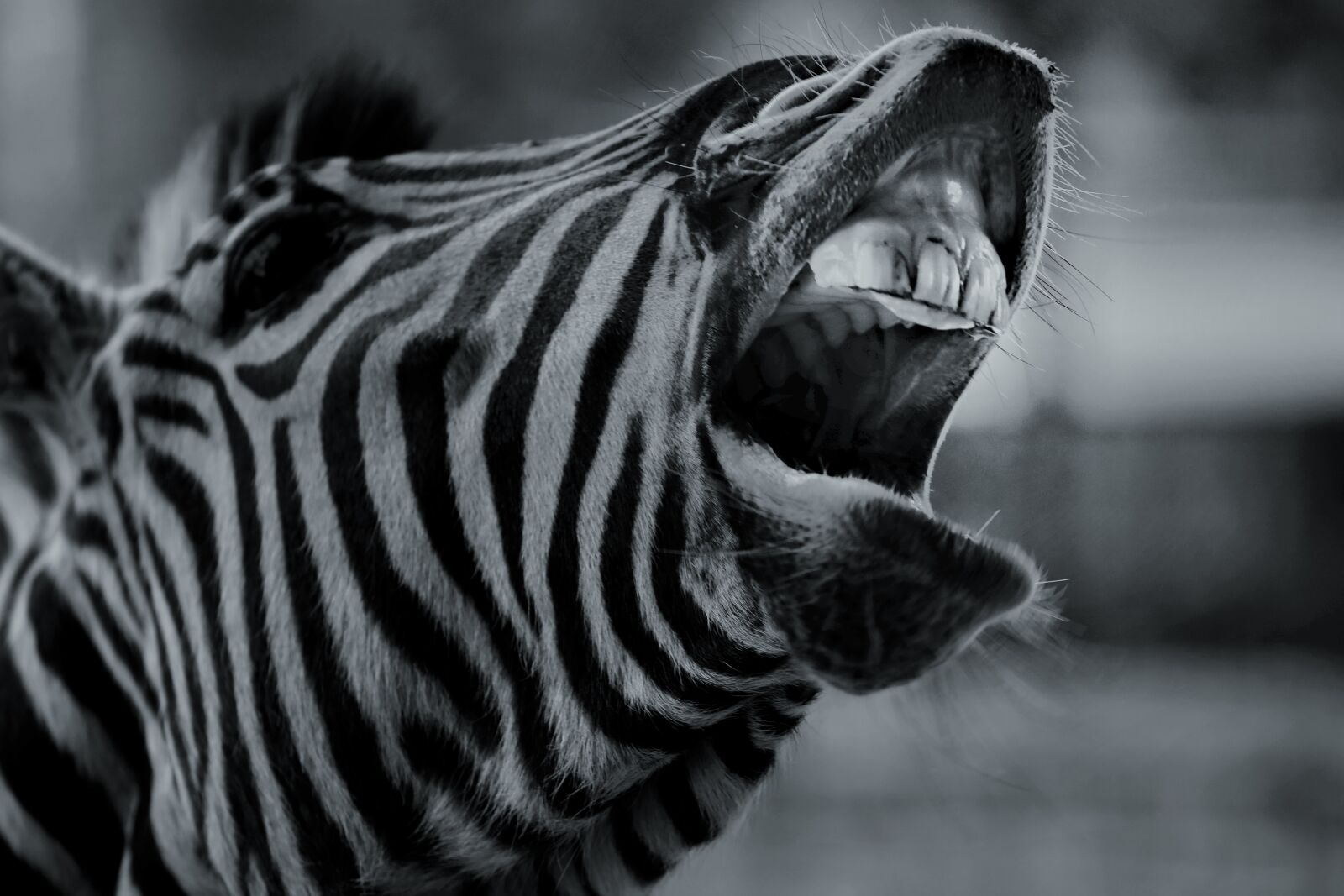 Canon EOS 5D Mark IV + Canon EF 70-200mm F4L USM sample photo. Zebra, animal, africa photography