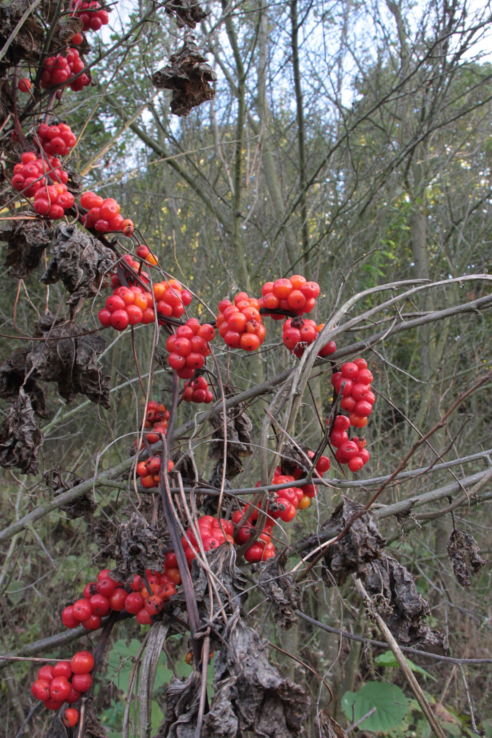 Canon EOS 500D (EOS Rebel T1i / EOS Kiss X3) sample photo. Berries, berry, communis photography