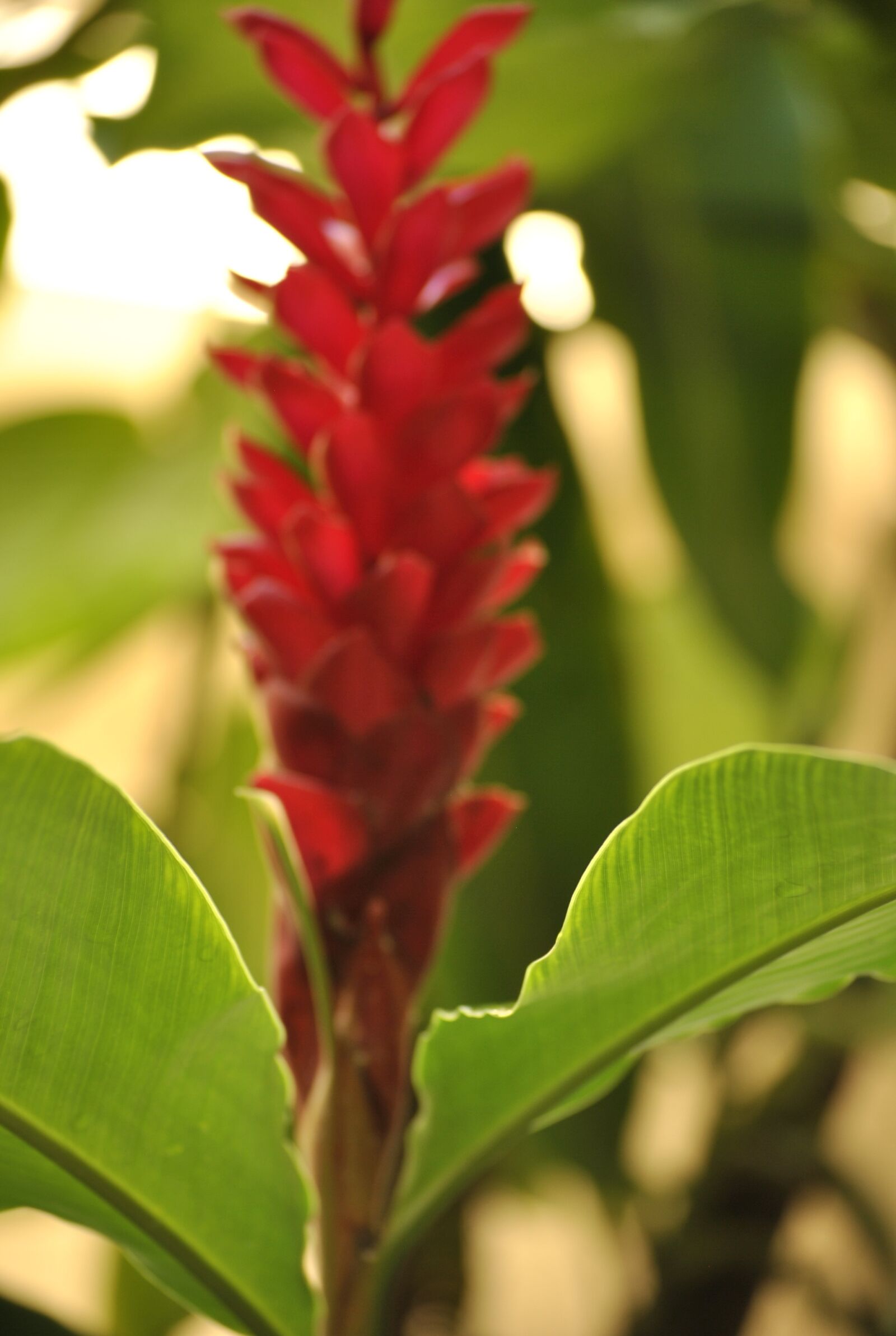 Nikon D3000 sample photo. Hawaii, flower, bloom photography