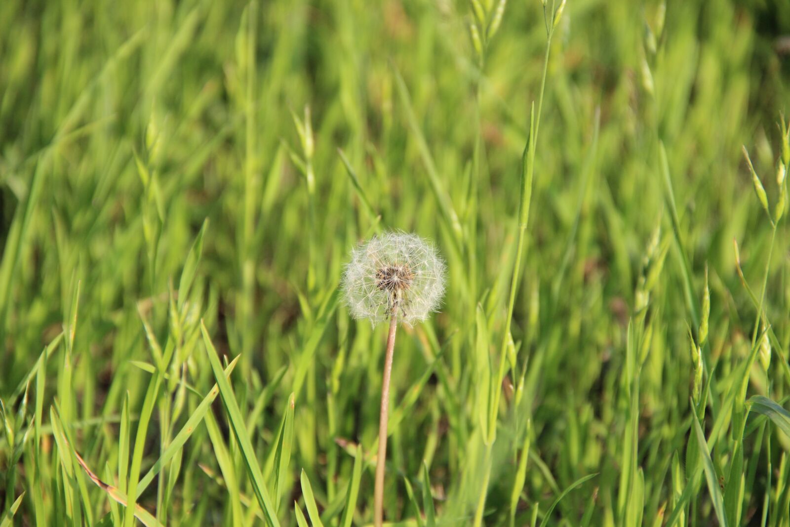 Canon EF-S 18-135mm F3.5-5.6 IS sample photo. Dandelion, nature, close up photography