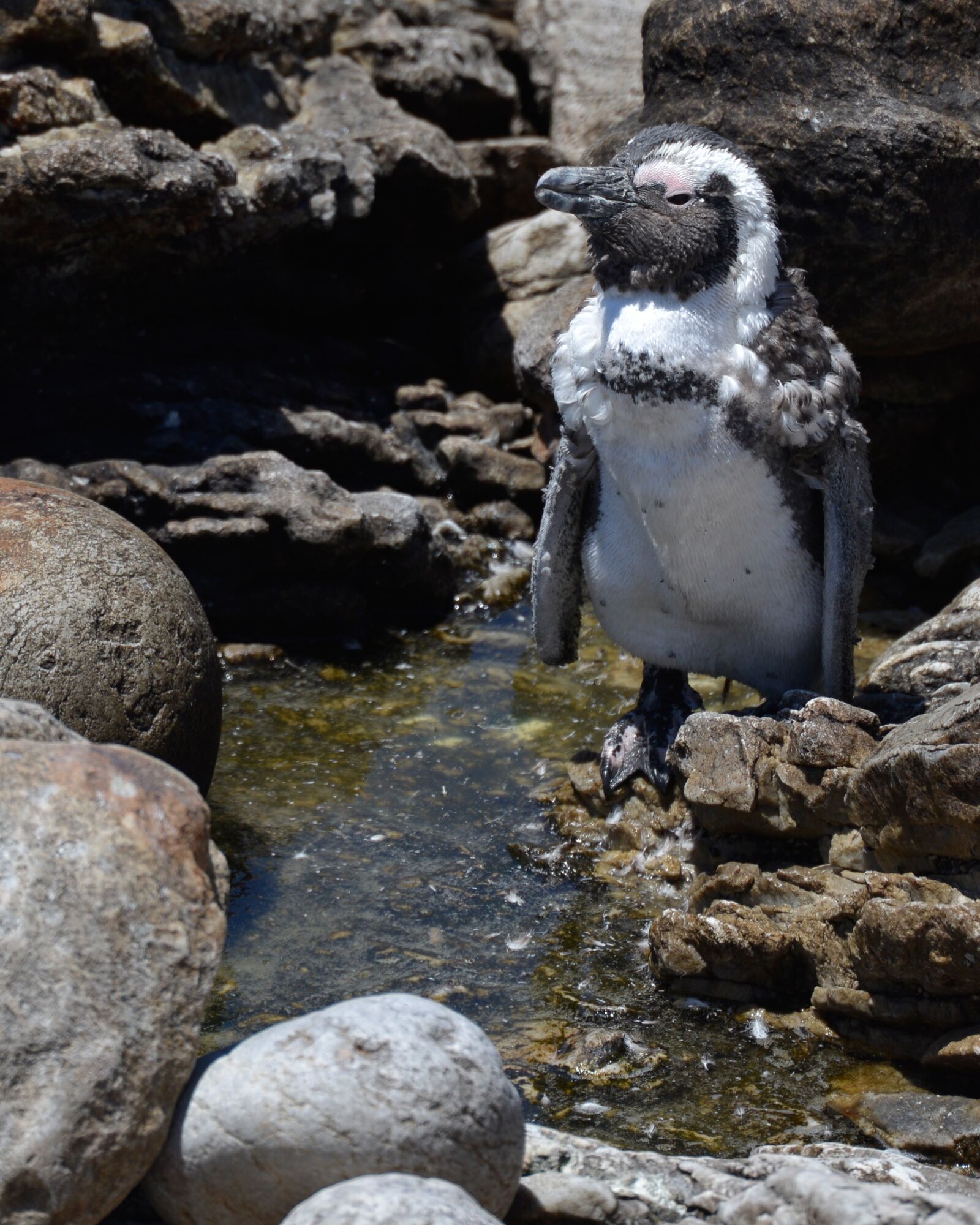 Nikon D600 sample photo. Penguin, south africa, bettys photography
