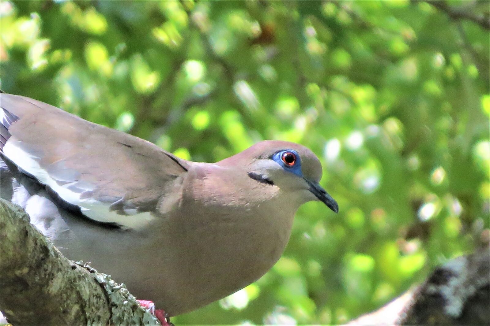 Canon PowerShot SX50 HS sample photo. Dove, bird, wild photography
