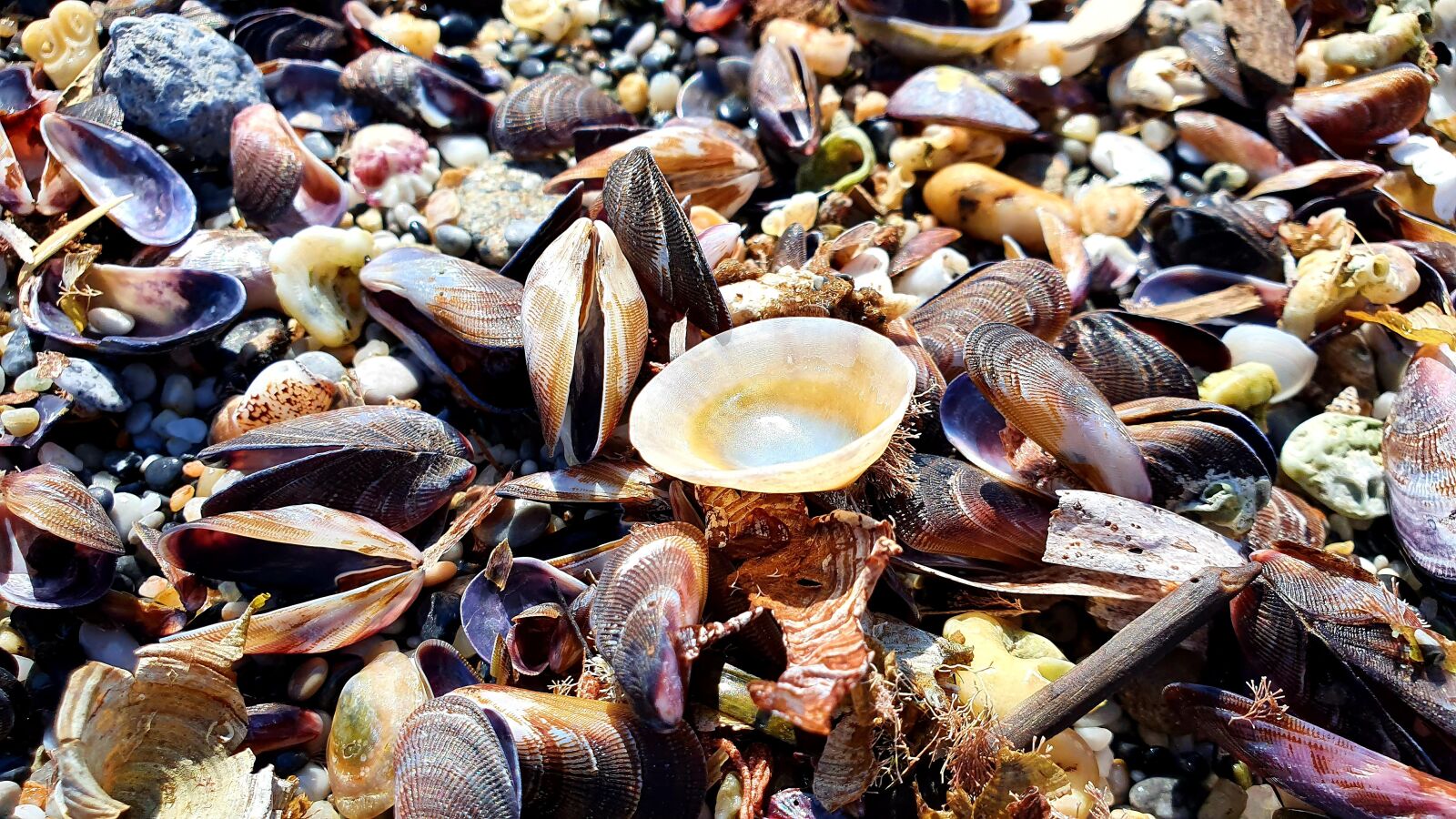 Samsung Galaxy S10e sample photo. Sea ​​shell, mussels, oyster photography