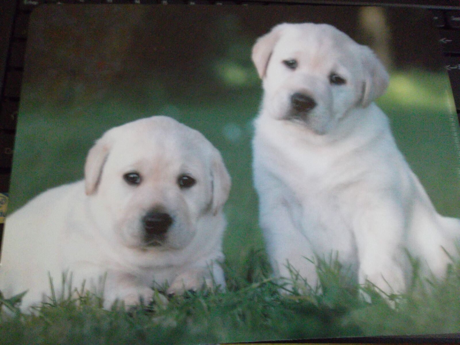Samsung ST65 sample photo. Chiots labrador, adorables, un photography