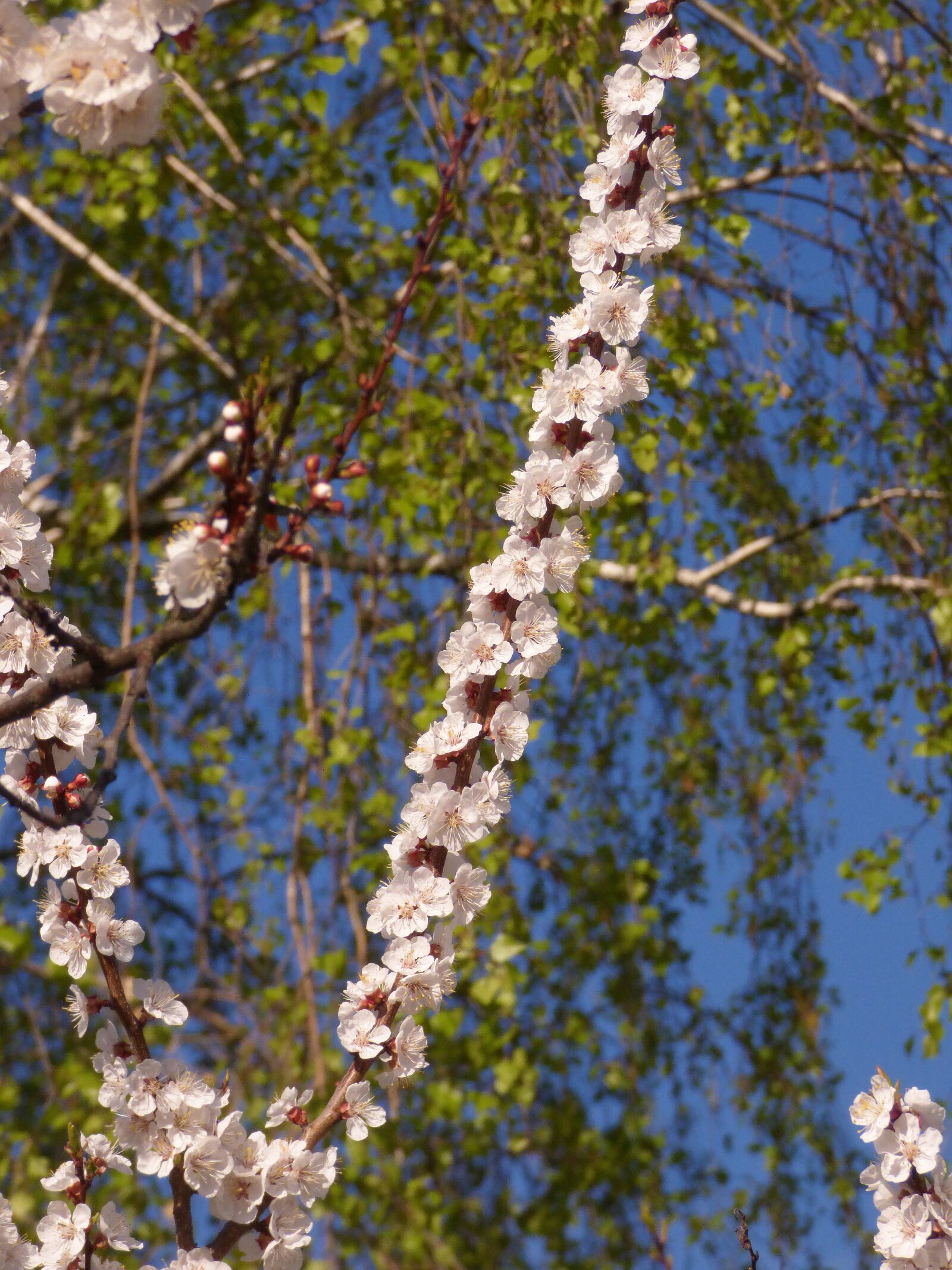 Panasonic DMC-FZ72 sample photo. Spring, april, branch photography