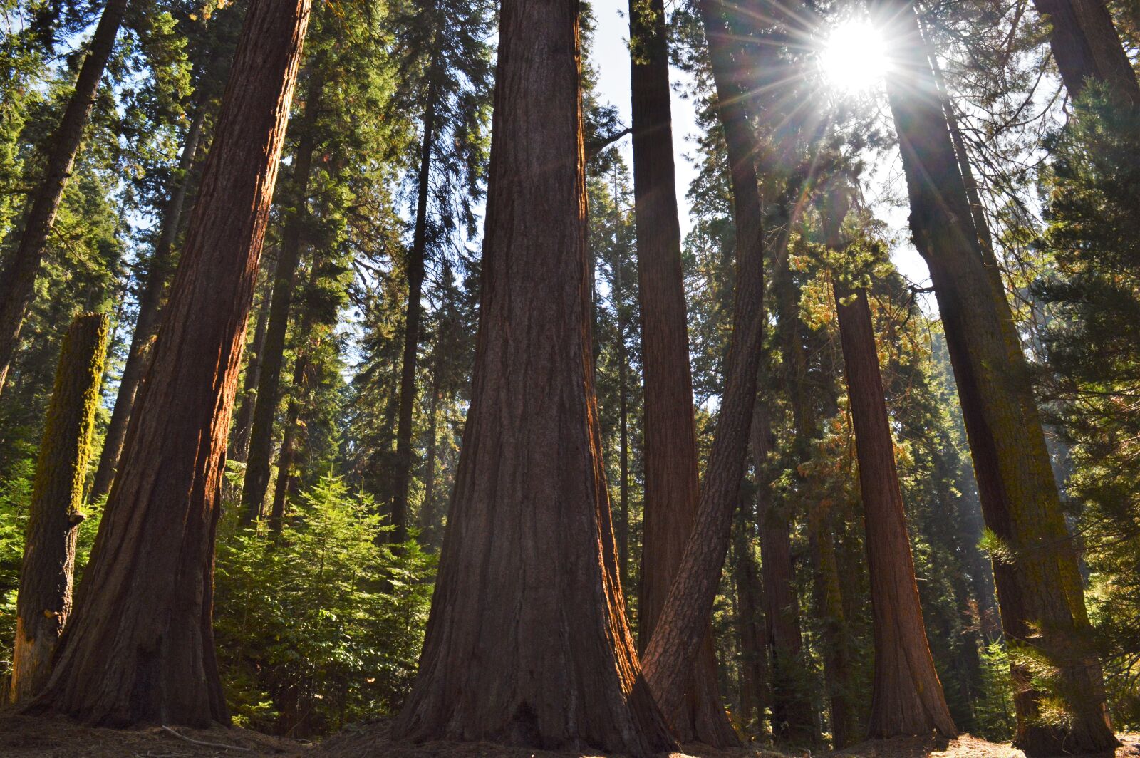 Nikon D3200 sample photo. Forest, nature, foliage photography