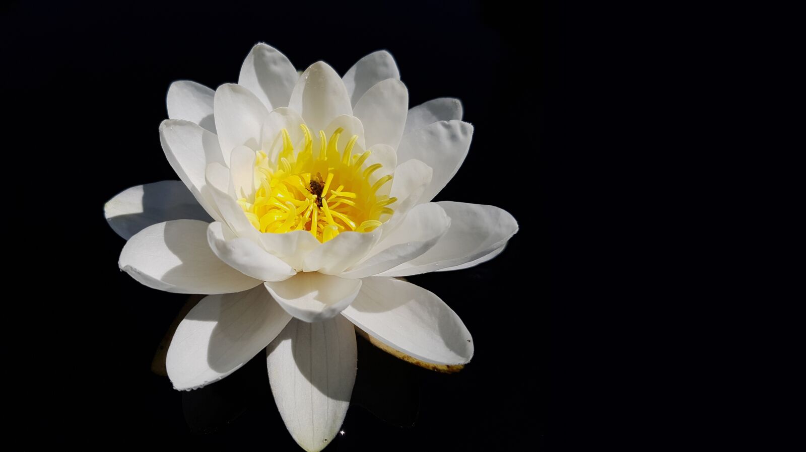 Samsung Galaxy S7 Edge sample photo. Water lily, nymphaea, william photography
