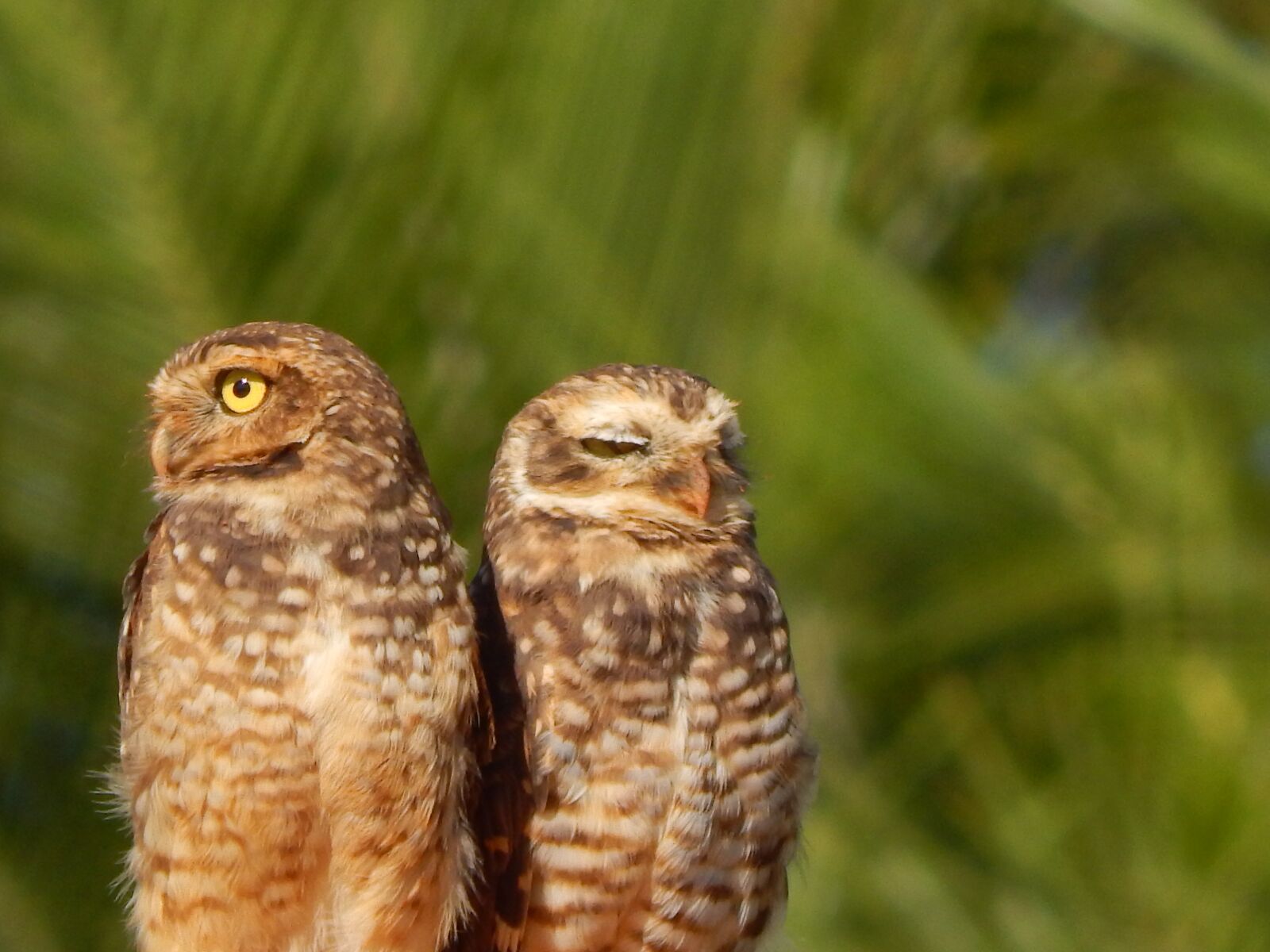 Nikon Coolpix L820 sample photo. Owl, burrowing owl, bird photography