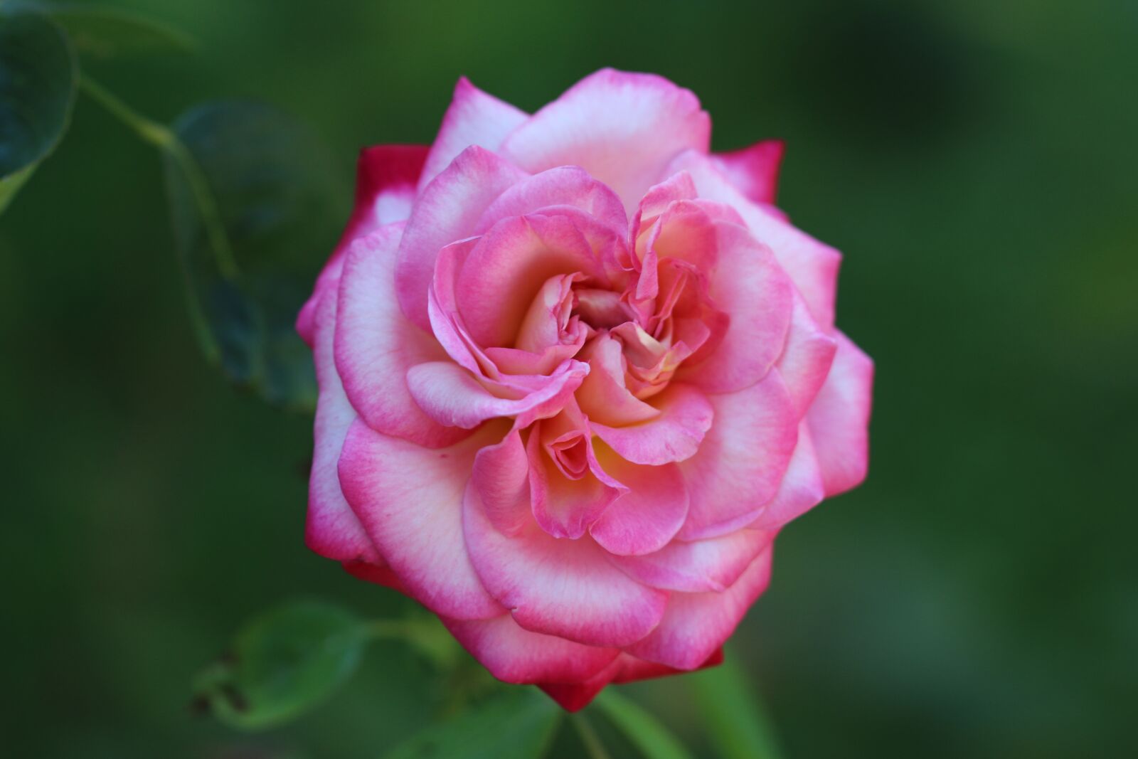 Canon EOS 70D + Canon EF 100mm F2.8 Macro USM sample photo. Rose, red rose, flower photography