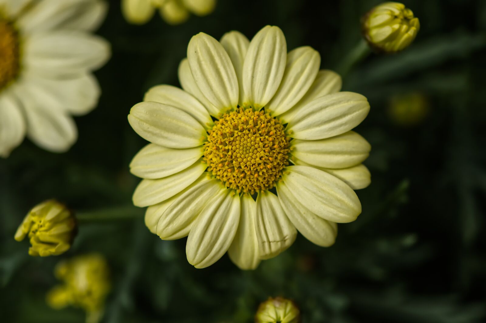 Nikon D7200 sample photo. Daisies, yellow, flower photography