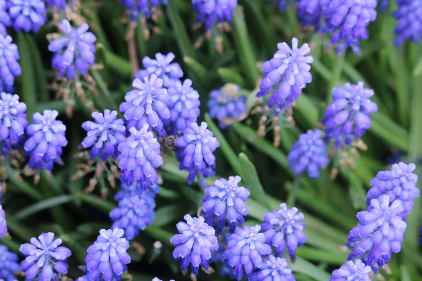 Canon EOS 750D (EOS Rebel T6i / EOS Kiss X8i) sample photo. Flower, nature, plant photography