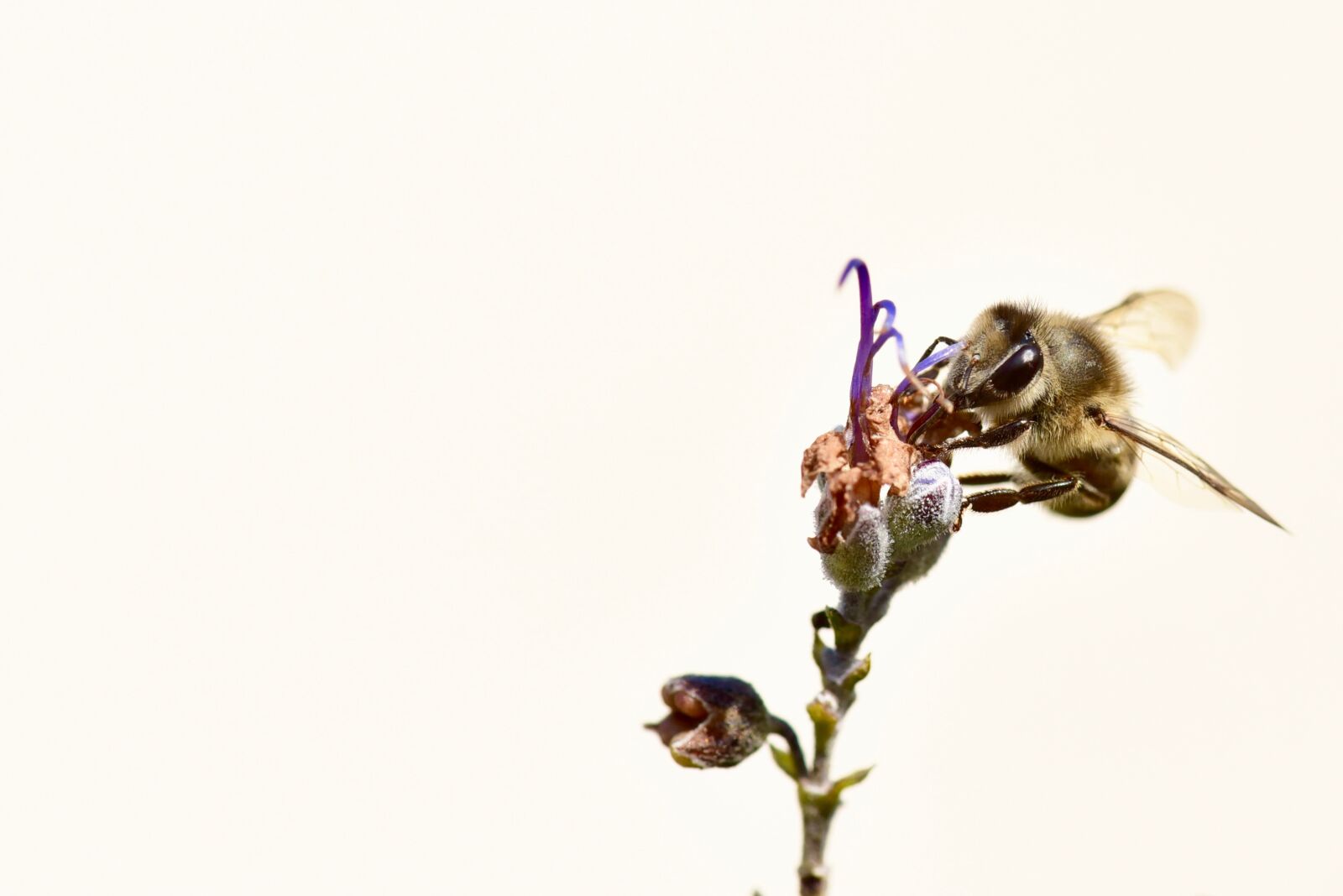 Nikon D750 sample photo. Bee, honeybee, pollen photography