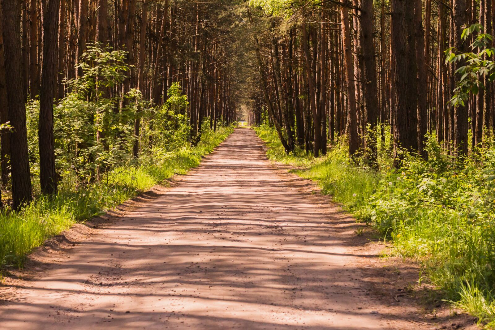 Canon EOS 700D (EOS Rebel T5i / EOS Kiss X7i) + Canon EF 50mm F1.8 II sample photo. Forest, summer, nature photography