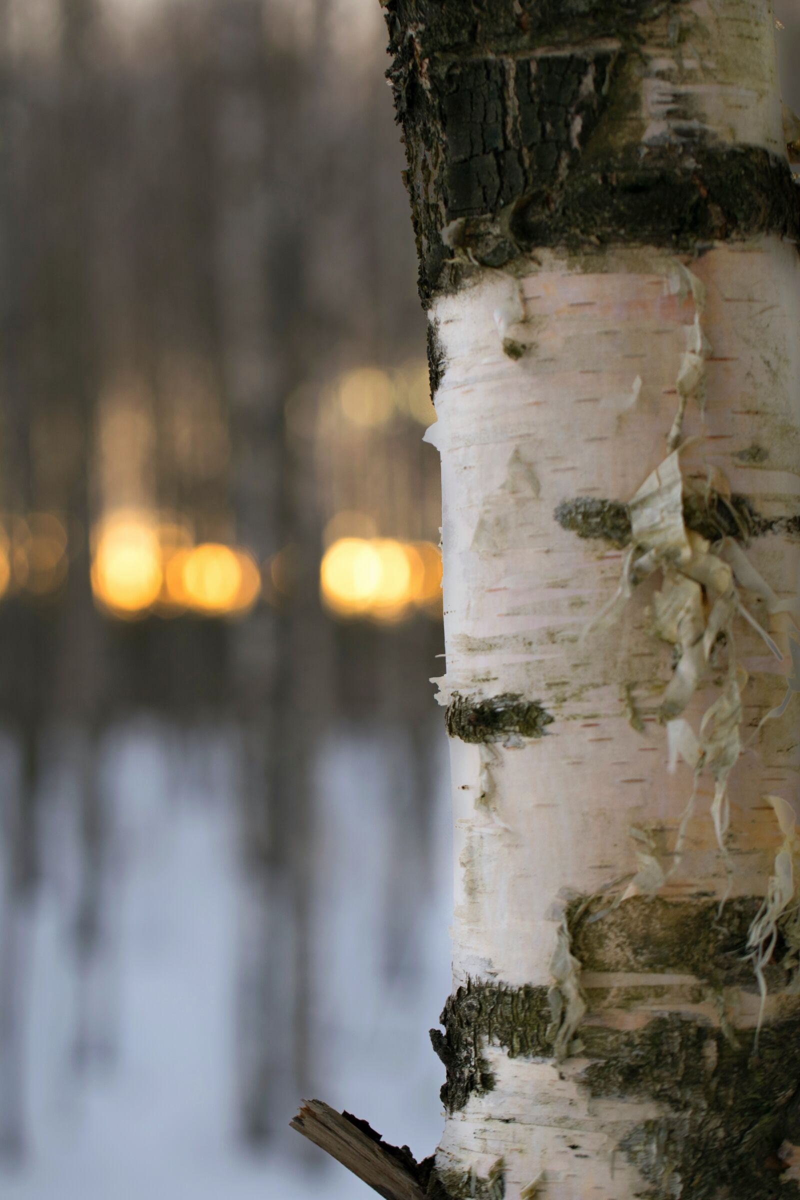 Nikon D3300 sample photo. Outdoors, tree, wood photography