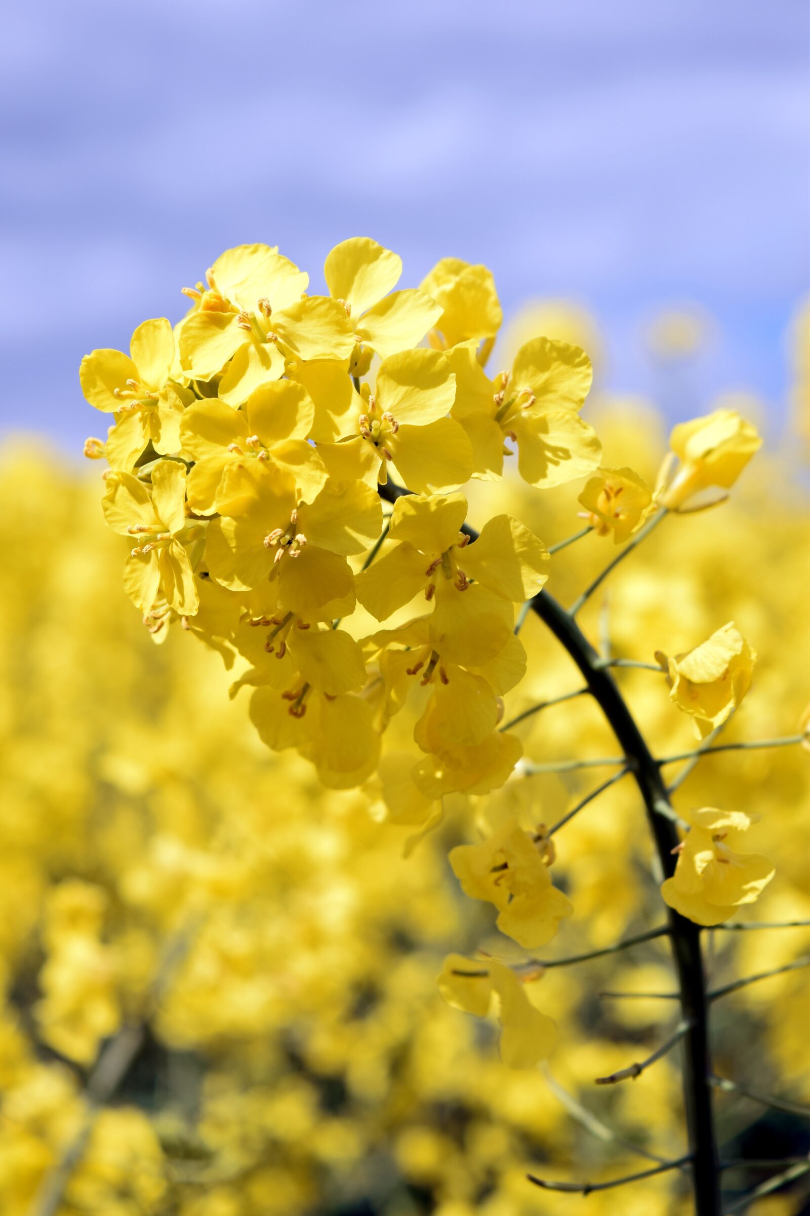 Nikon D5300 sample photo. Oilseed rape, blossom, bloom photography