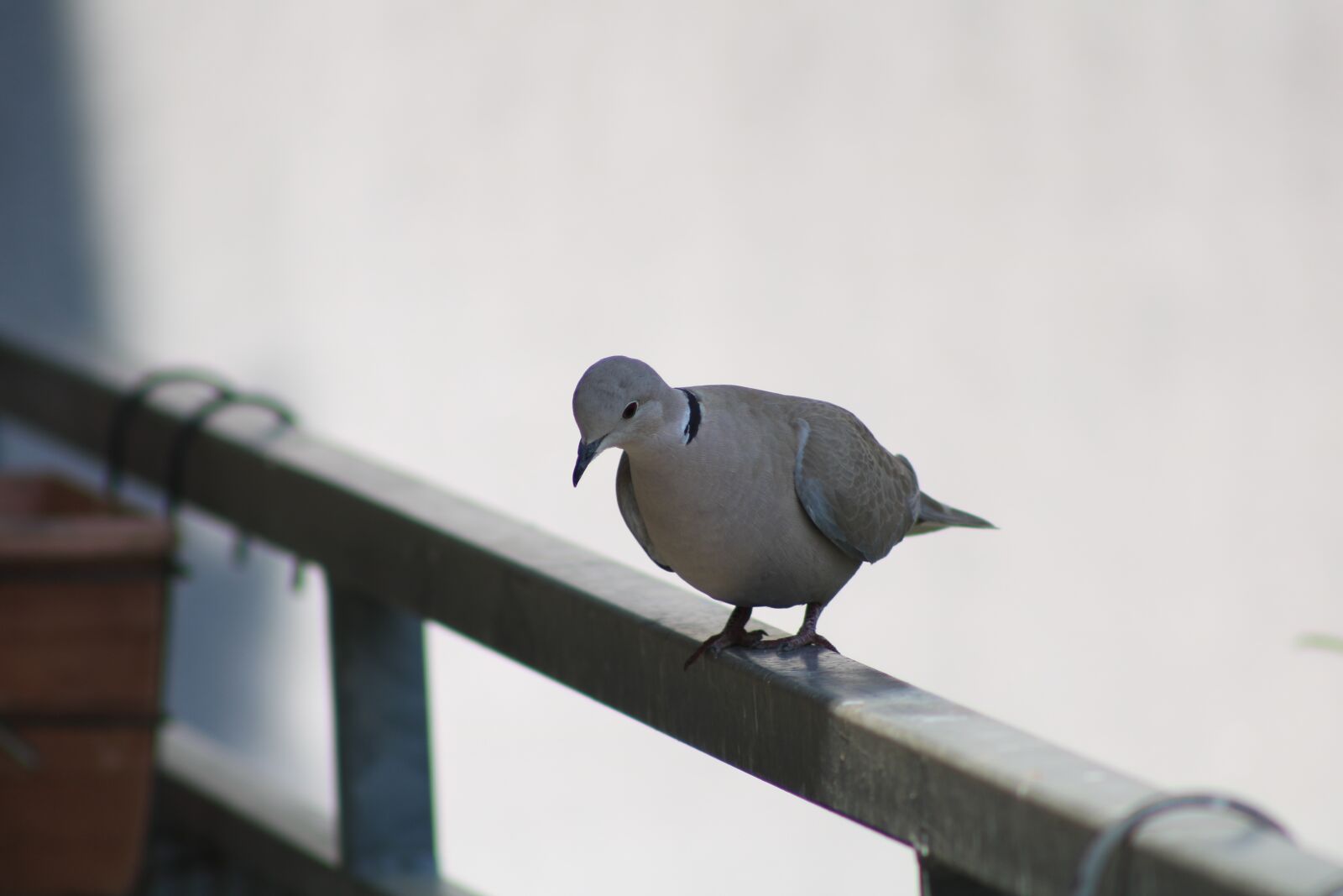 Canon EF75-300mm f/4-5.6 sample photo. Turtledove, bird, animal photography
