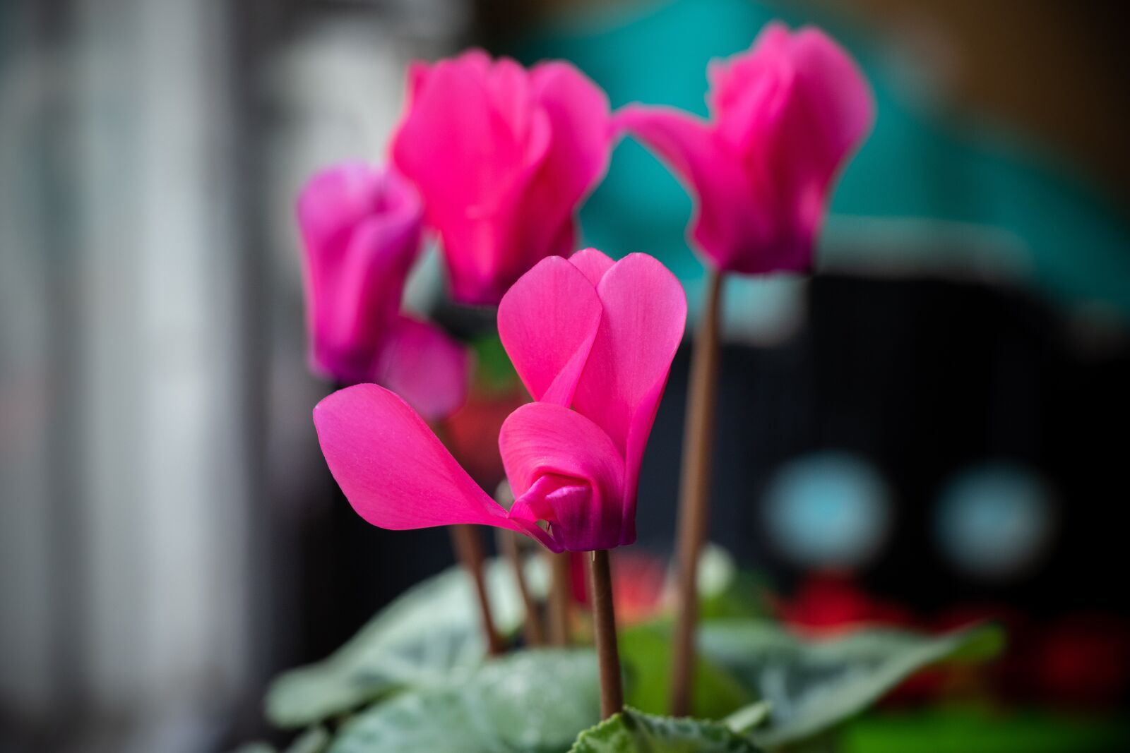 Canon EF-S 18-135mm F3.5-5.6 IS USM sample photo. Cyclamen, flower, pink photography