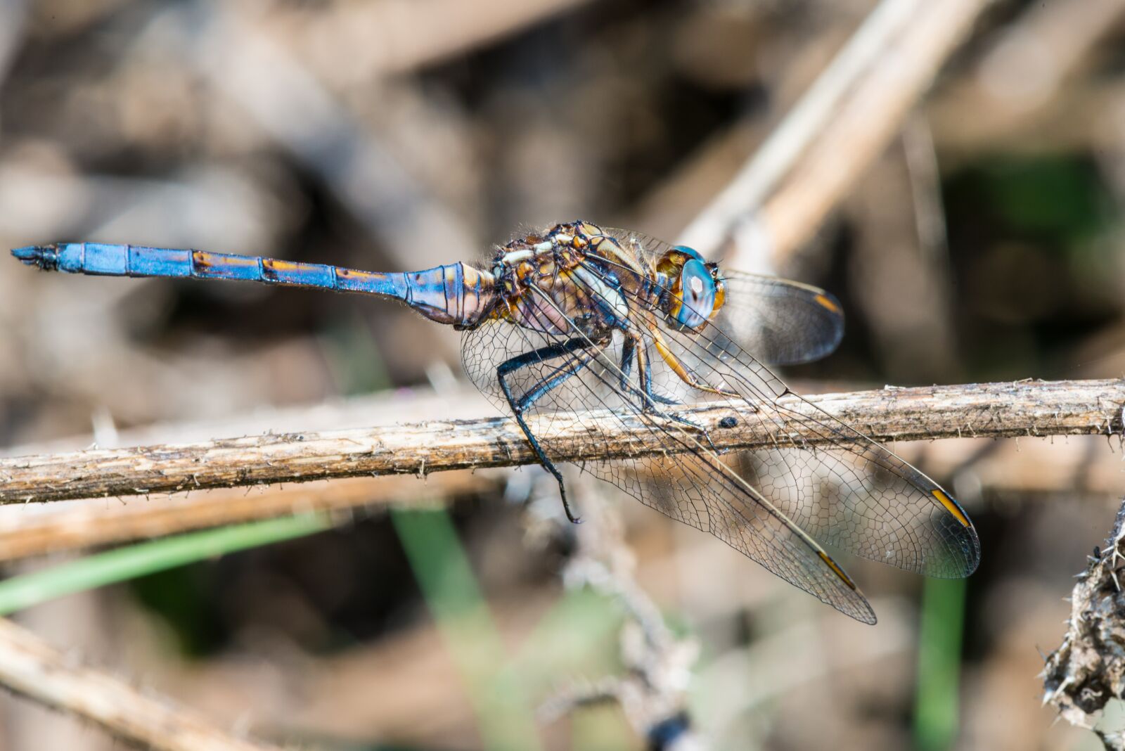 Nikon D800 sample photo. Dragonfly, emperor, macro photography