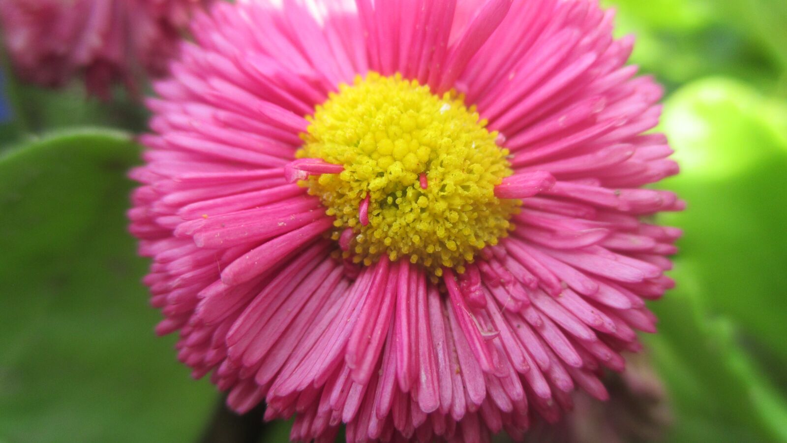 Canon PowerShot ELPH 115 IS (IXUS 132 / IXY 90F) sample photo. Pink, flower, spring photography