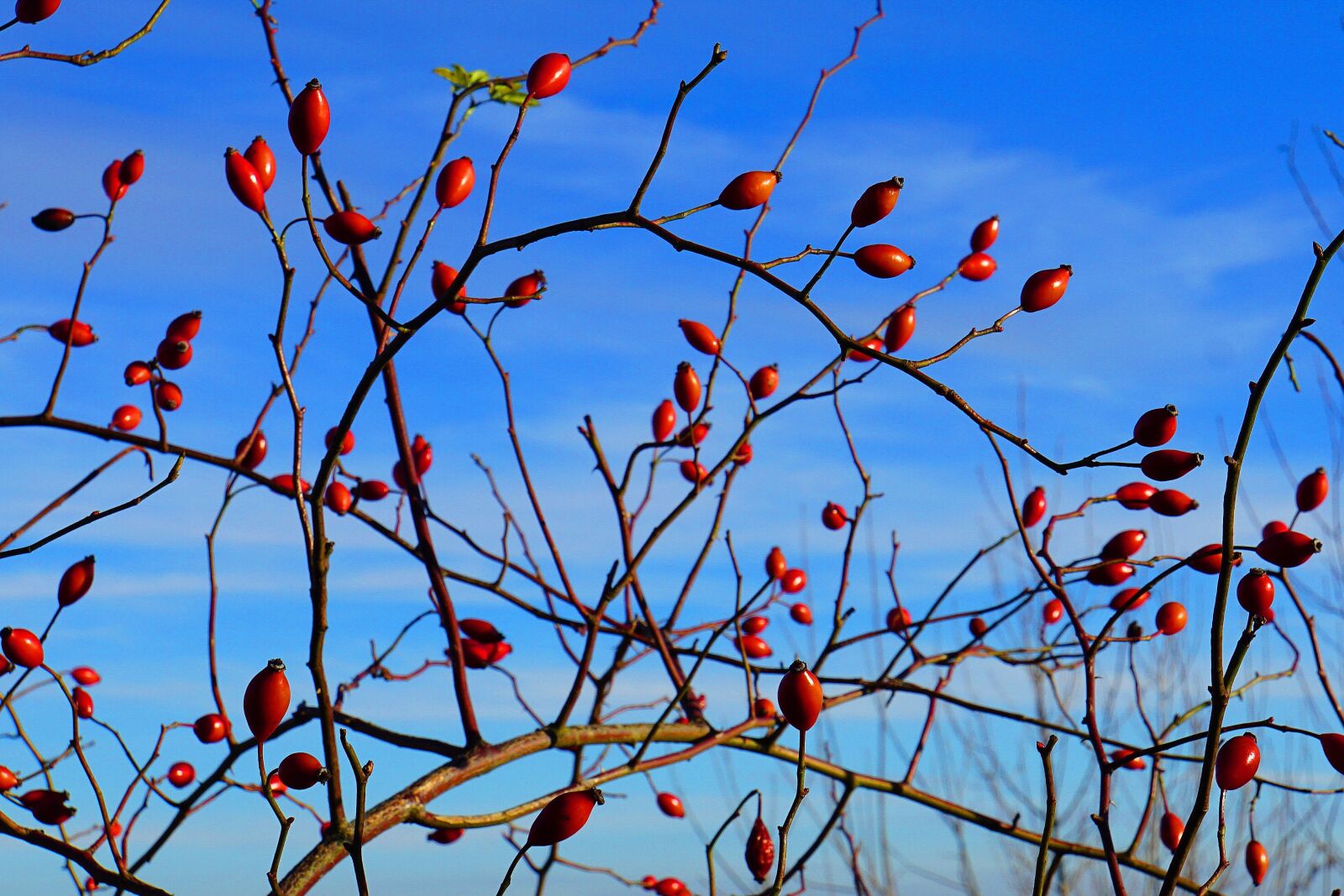 Sony a6000 sample photo. Rose hip, fruits, bush photography