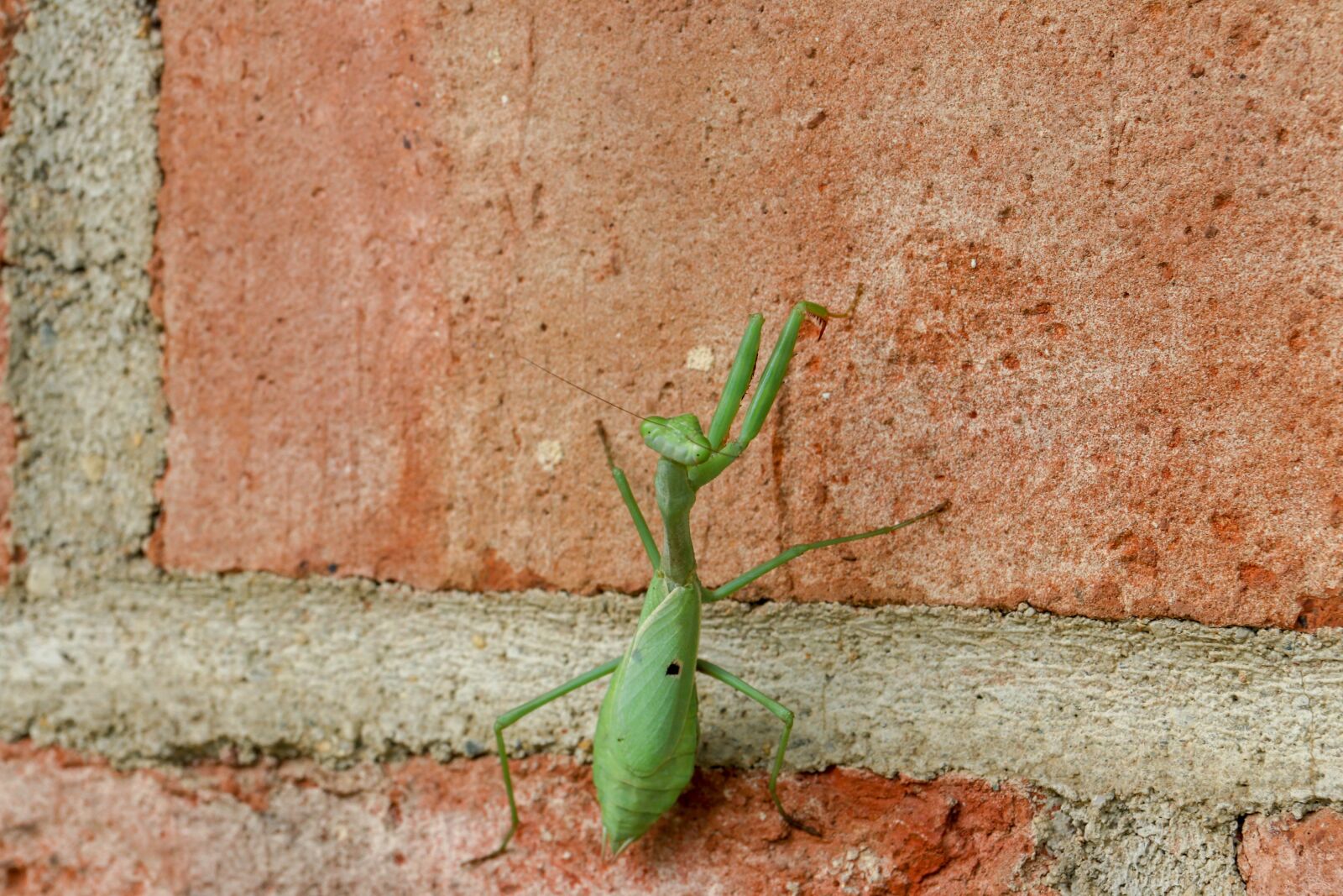 Canon EF-S 55-250mm F4-5.6 IS STM sample photo. Praying, mantis, green photography