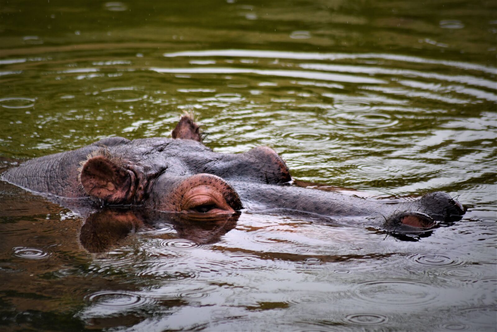 Nikon D7500 sample photo. Hippo, emmen, zoo photography