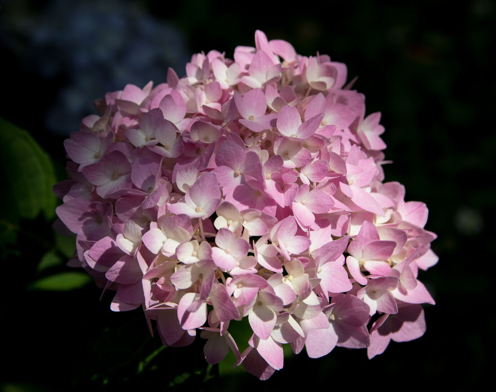 Canon EOS 80D sample photo. Hydrangea, plant, flower photography