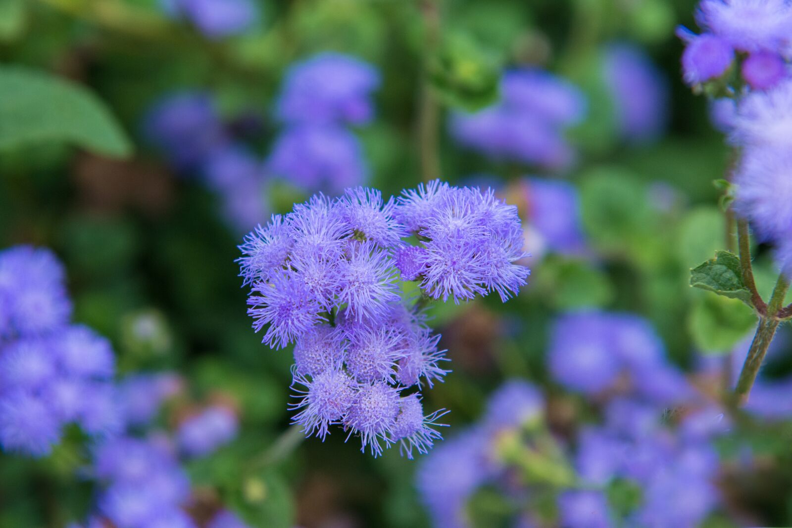 Nikon D800 sample photo. Flowers, blossom, purple photography