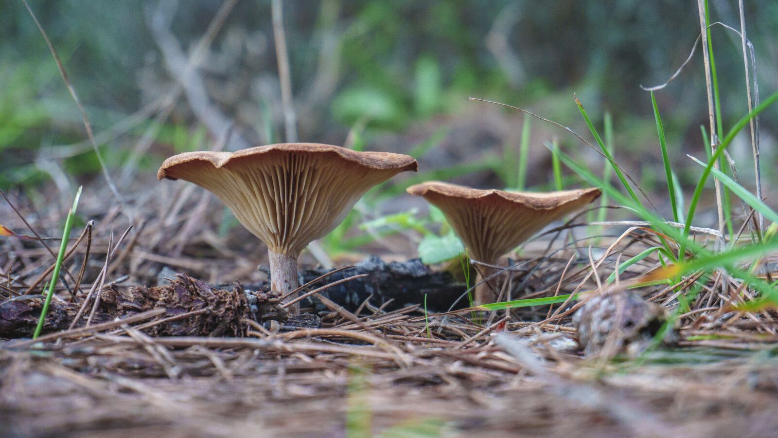 Sony a6000 sample photo. Mushrooms, fungi, autumn photography