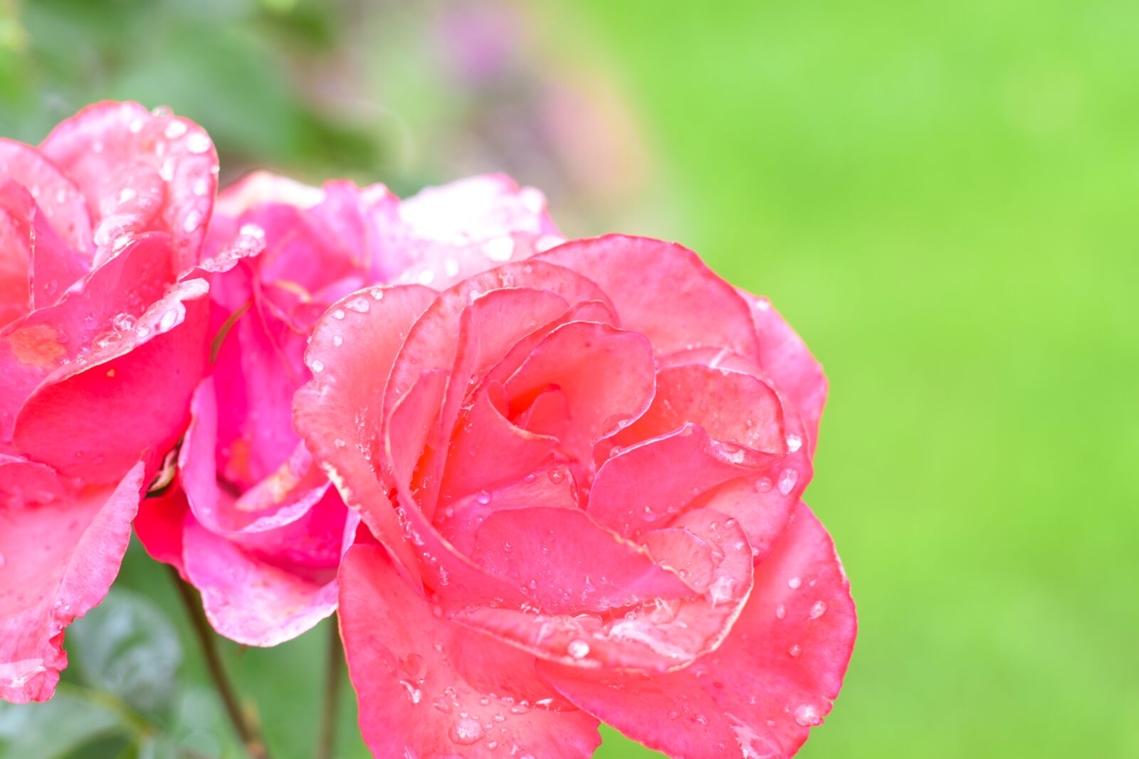 Nikon D3300 sample photo. Rose, flower, petal photography