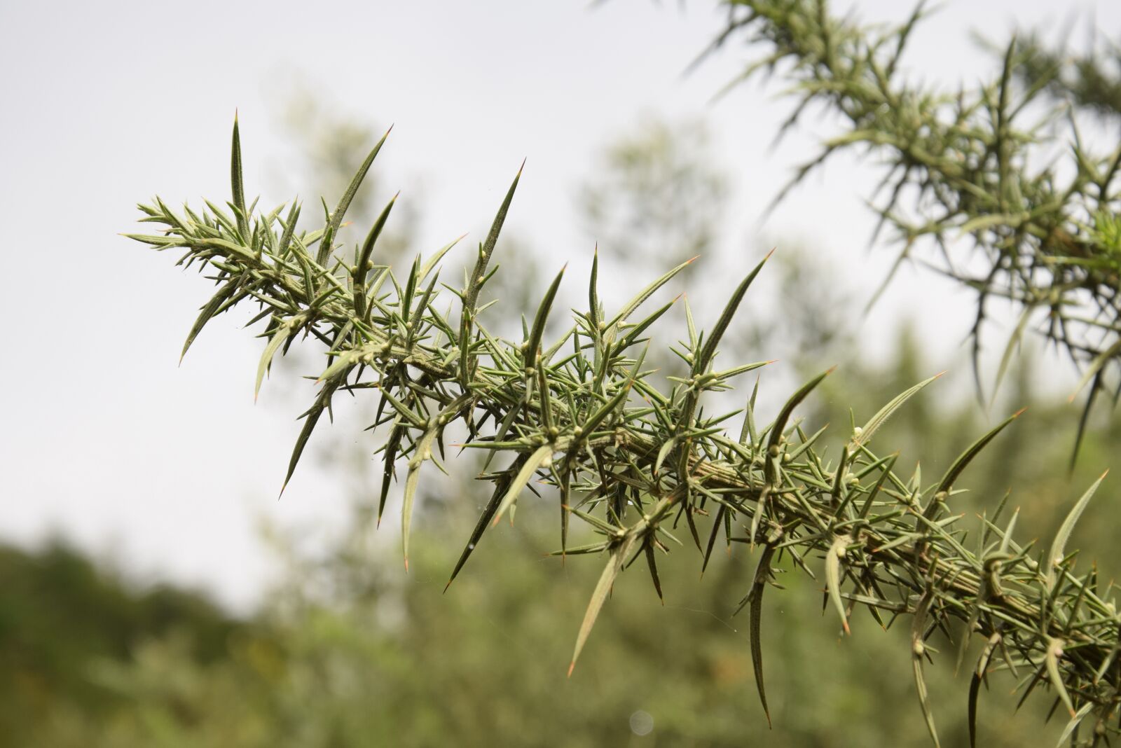 Nikon D5300 sample photo. Nature, plant, lawn photography