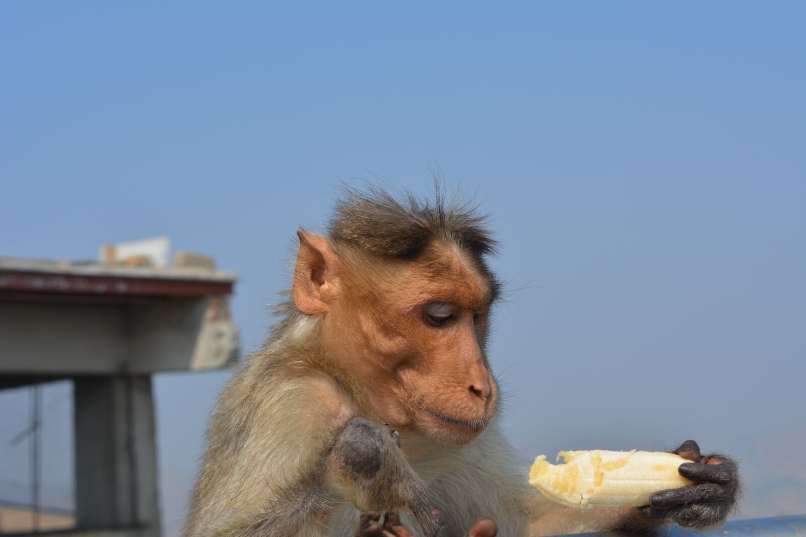 Nikon D5200 sample photo. Monkey, nature, animal photography