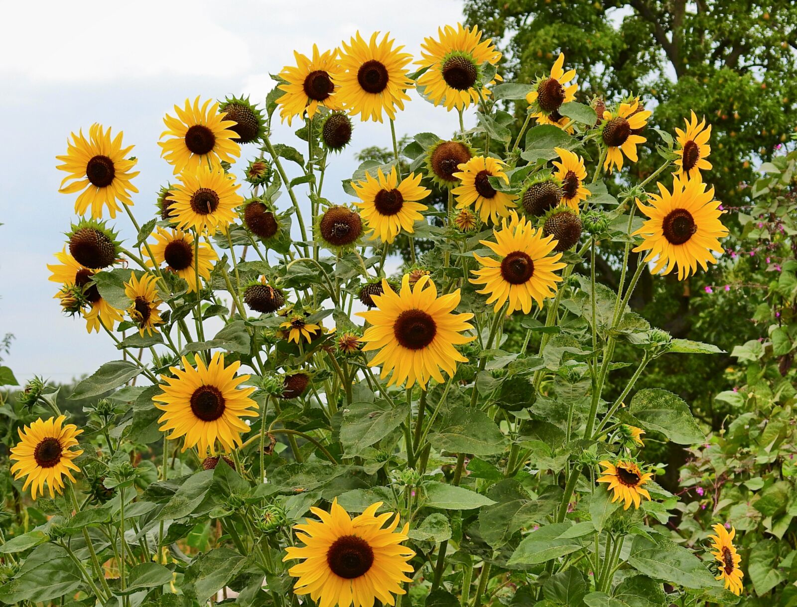 Nikon Coolpix P900 sample photo. Sunflowers, nature, flowers photography