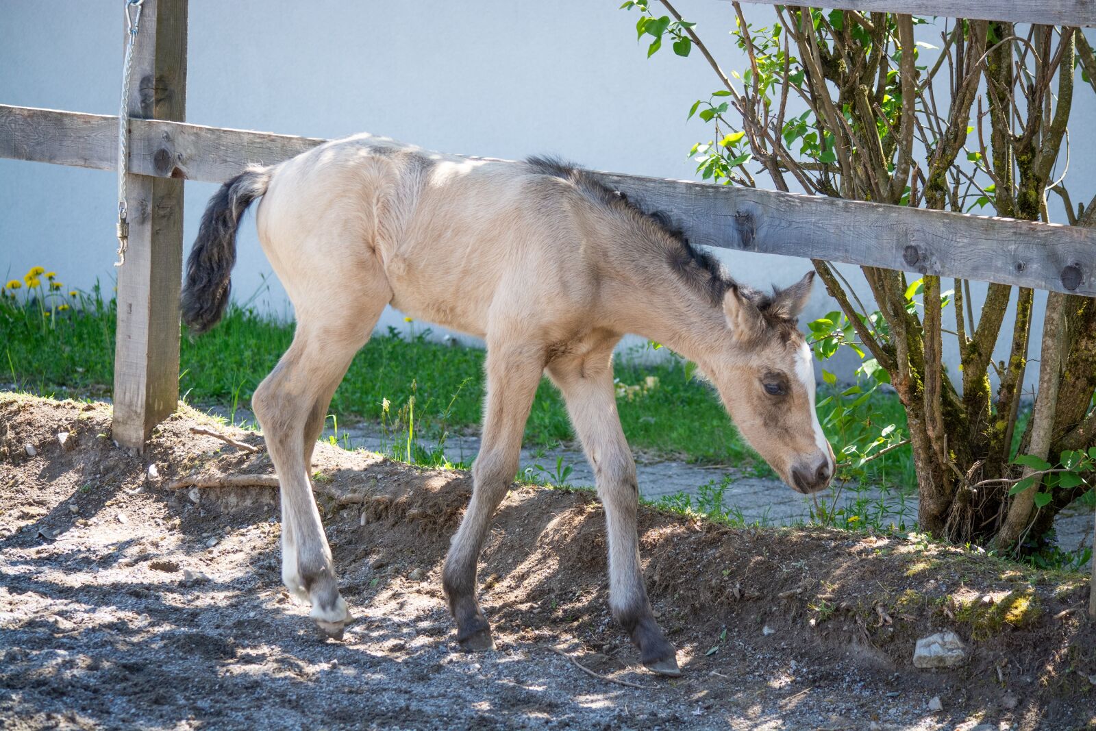 Nikon D7100 sample photo. Foal, pony, newborn photography