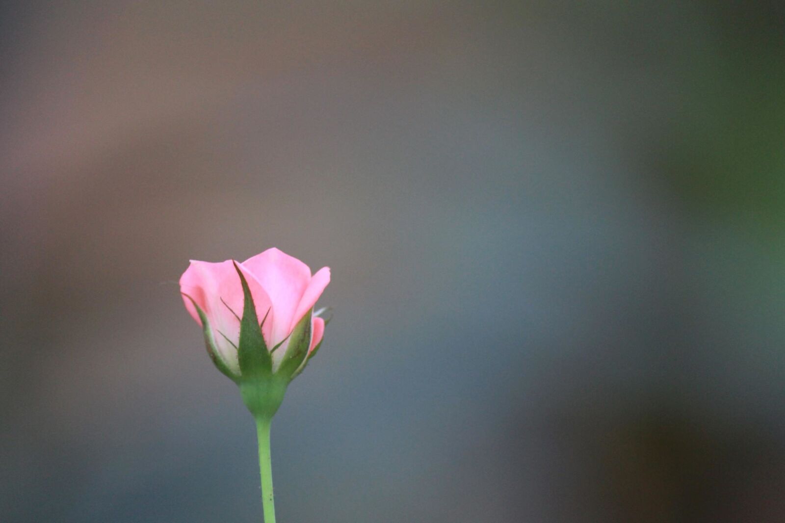 Canon EOS 600D (Rebel EOS T3i / EOS Kiss X5) sample photo. Wild rose, flower, spring photography