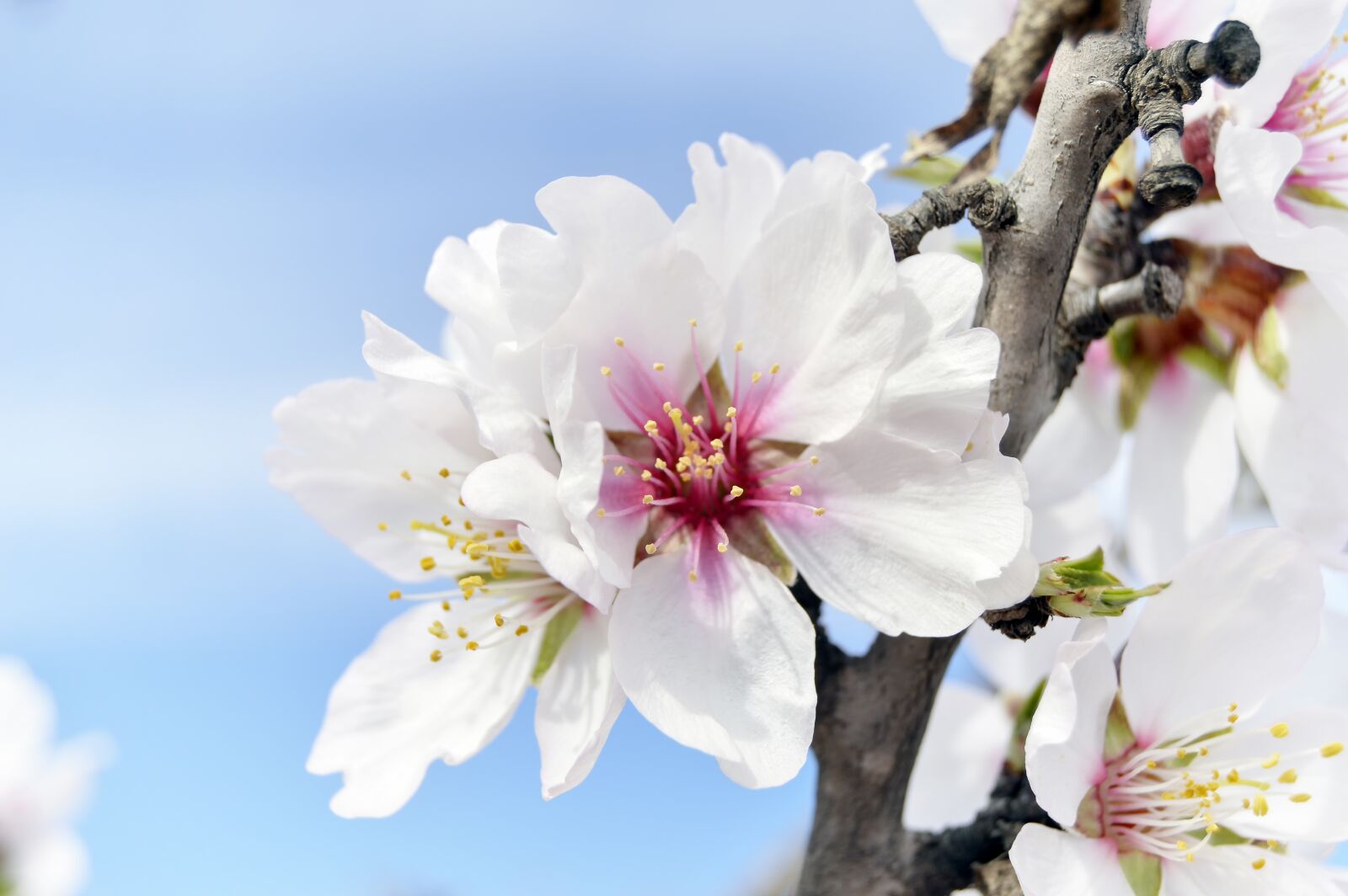 Nikon D3200 sample photo. Almond flowers, flowering, spring photography