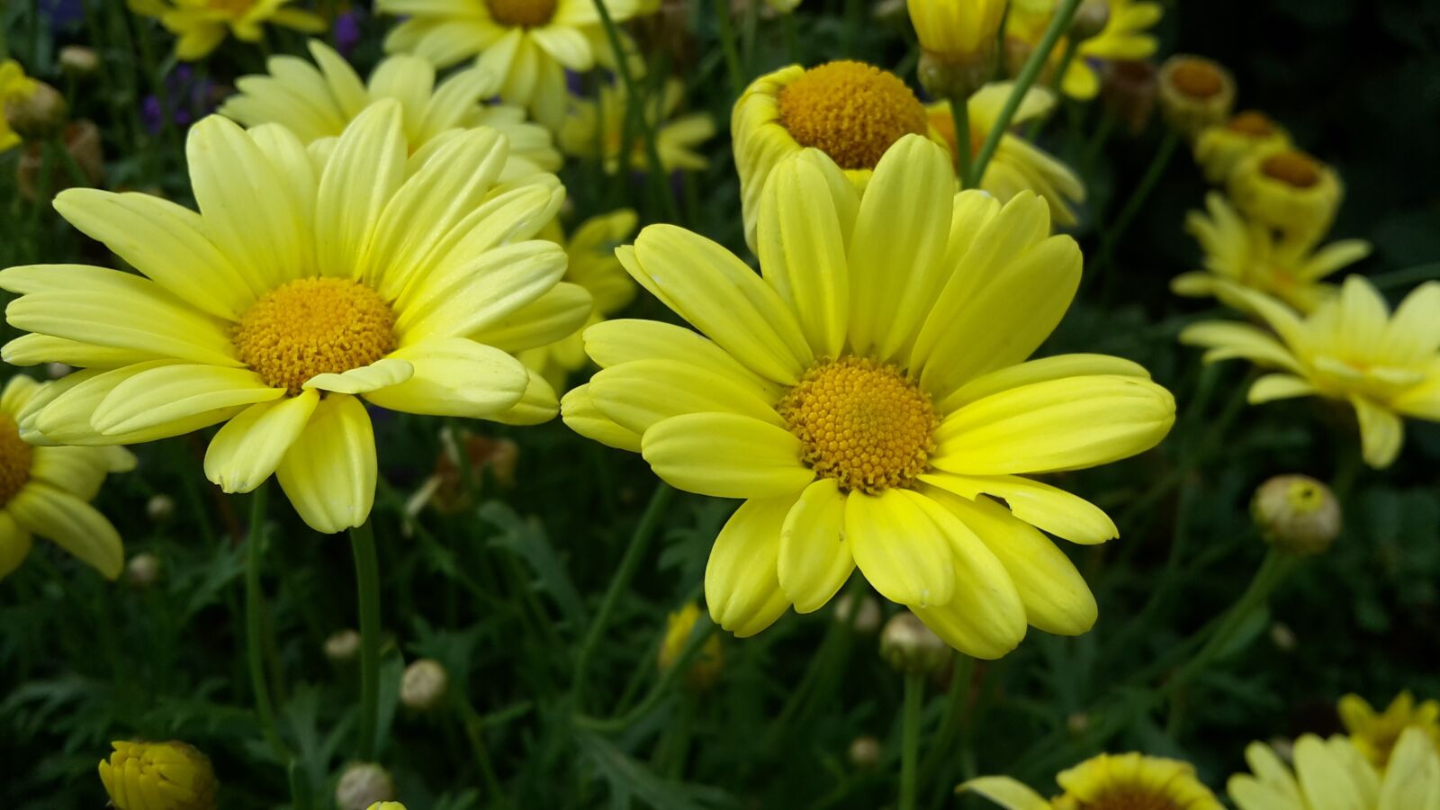 Samsung Galaxy S5 Mini sample photo. Yellow, flowers, summer photography