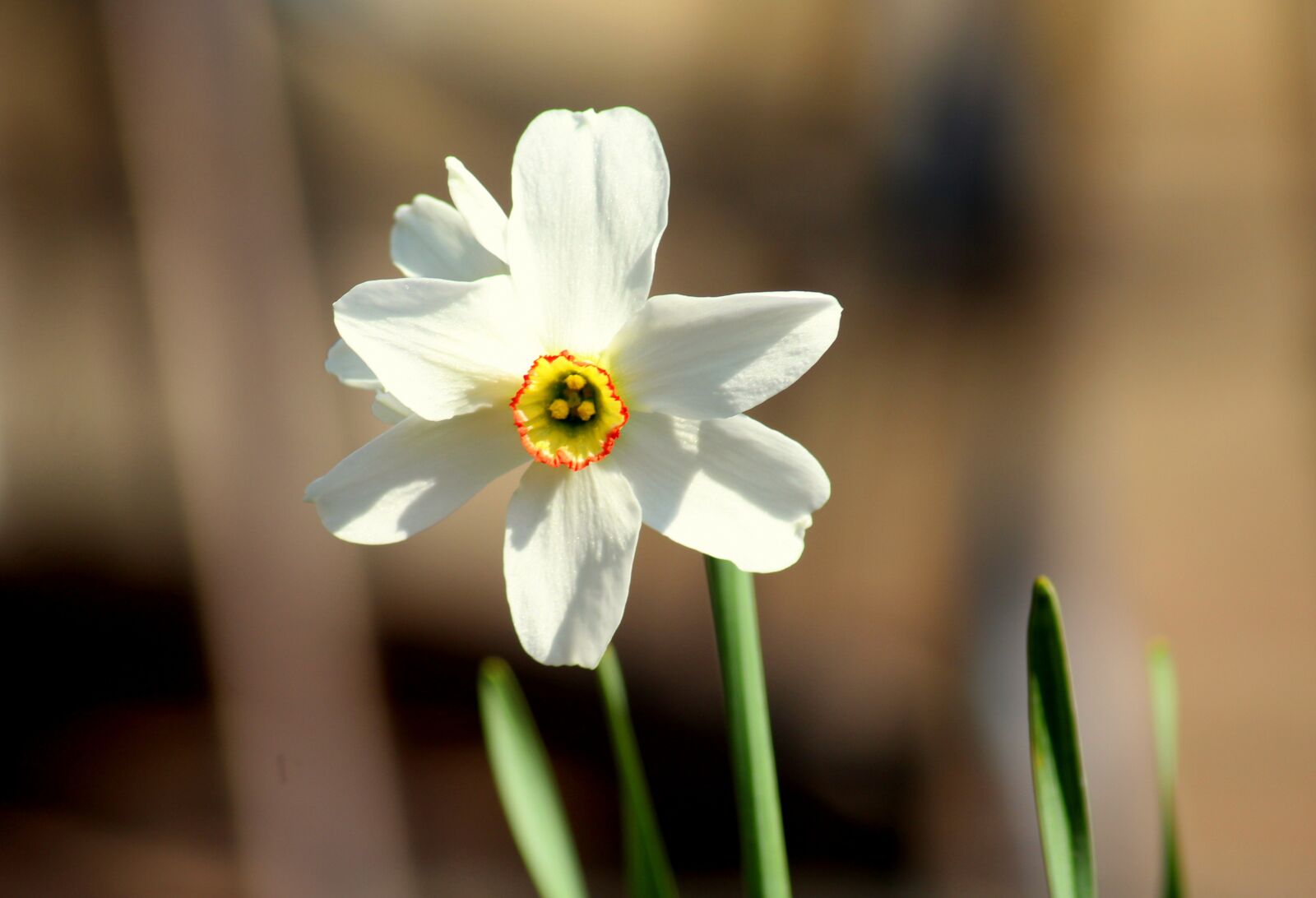Canon EOS 1200D (EOS Rebel T5 / EOS Kiss X70 / EOS Hi) sample photo. Narcissus, spring flowers, flower photography