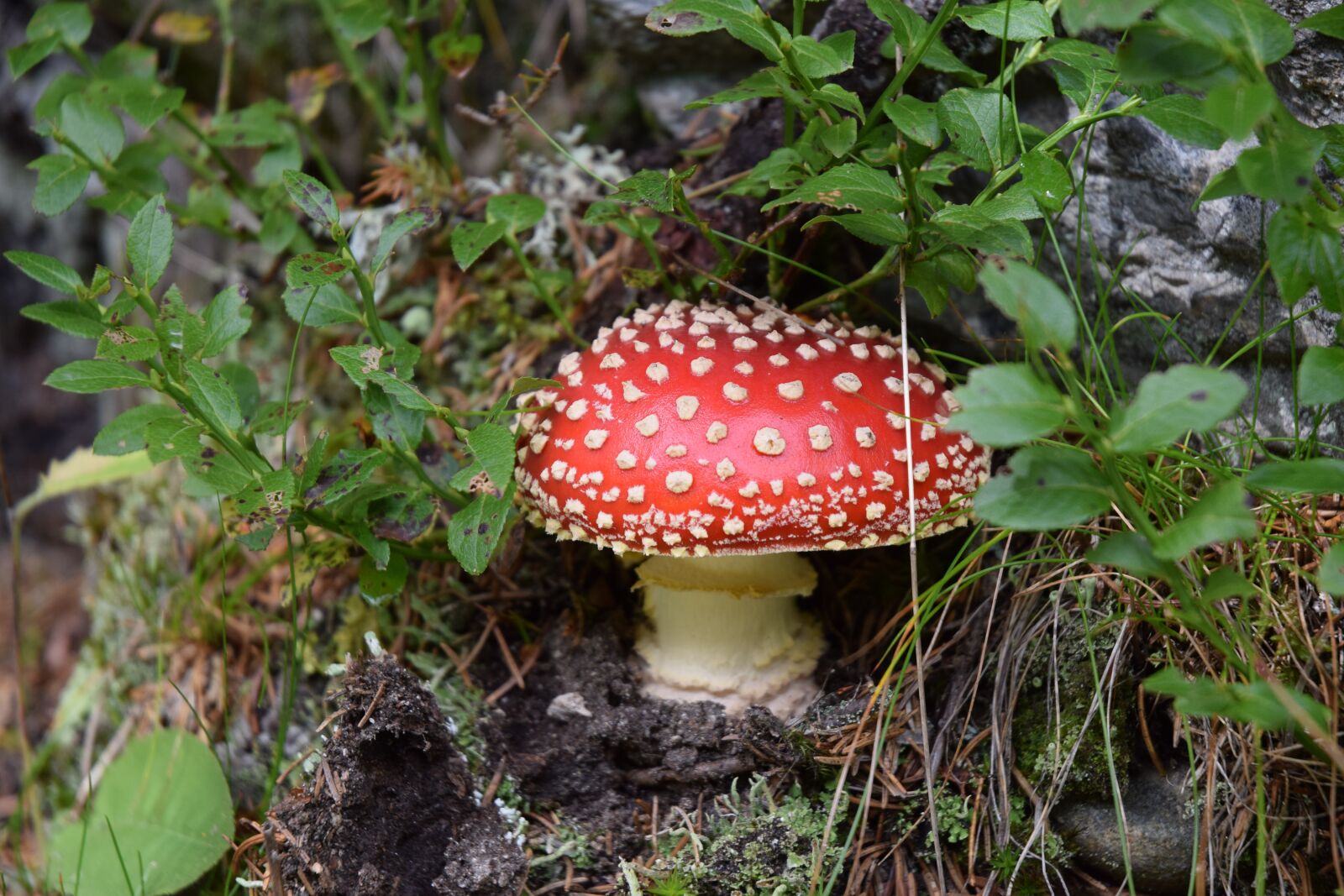 Nikon D5300 sample photo. Mushroom, fly agaric, red photography