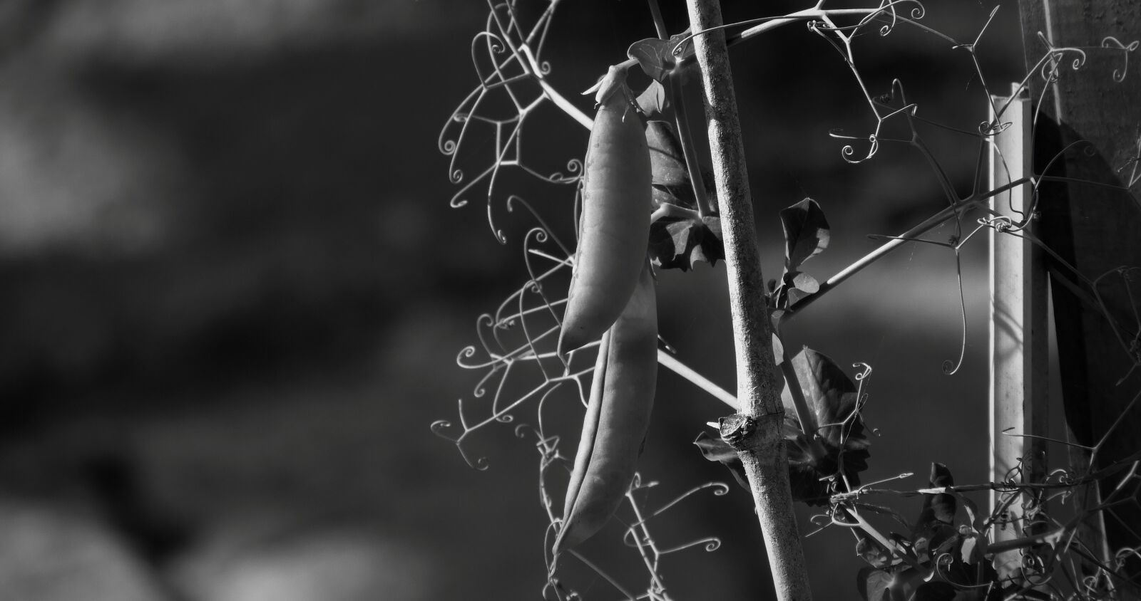 Nikon Coolpix B700 sample photo. Black and white, pods photography